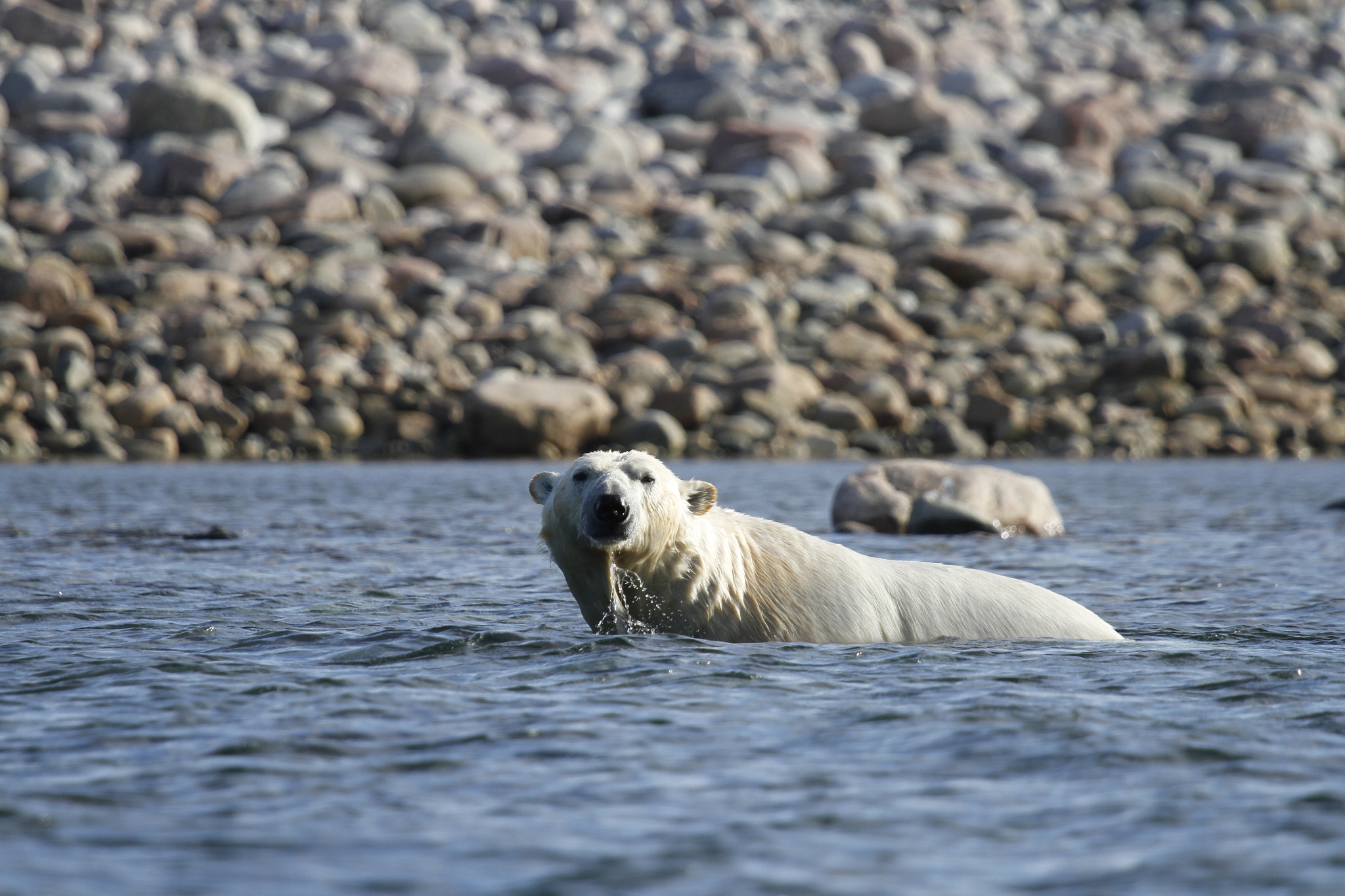 Canon EF 100-400mm F4.5-5.6L IS USM sample photo. Polar bear (ursus maritimus) swimming in the arctic ocean of arviat, nunavut canada photography