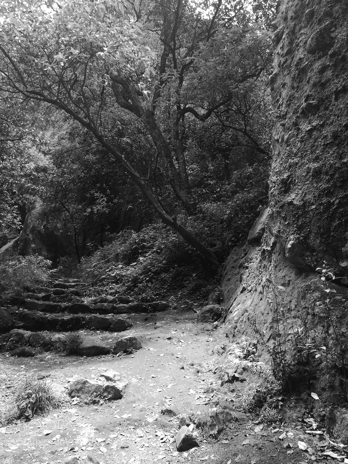 HUAWEI P9 sample photo. Steps into the woods photography