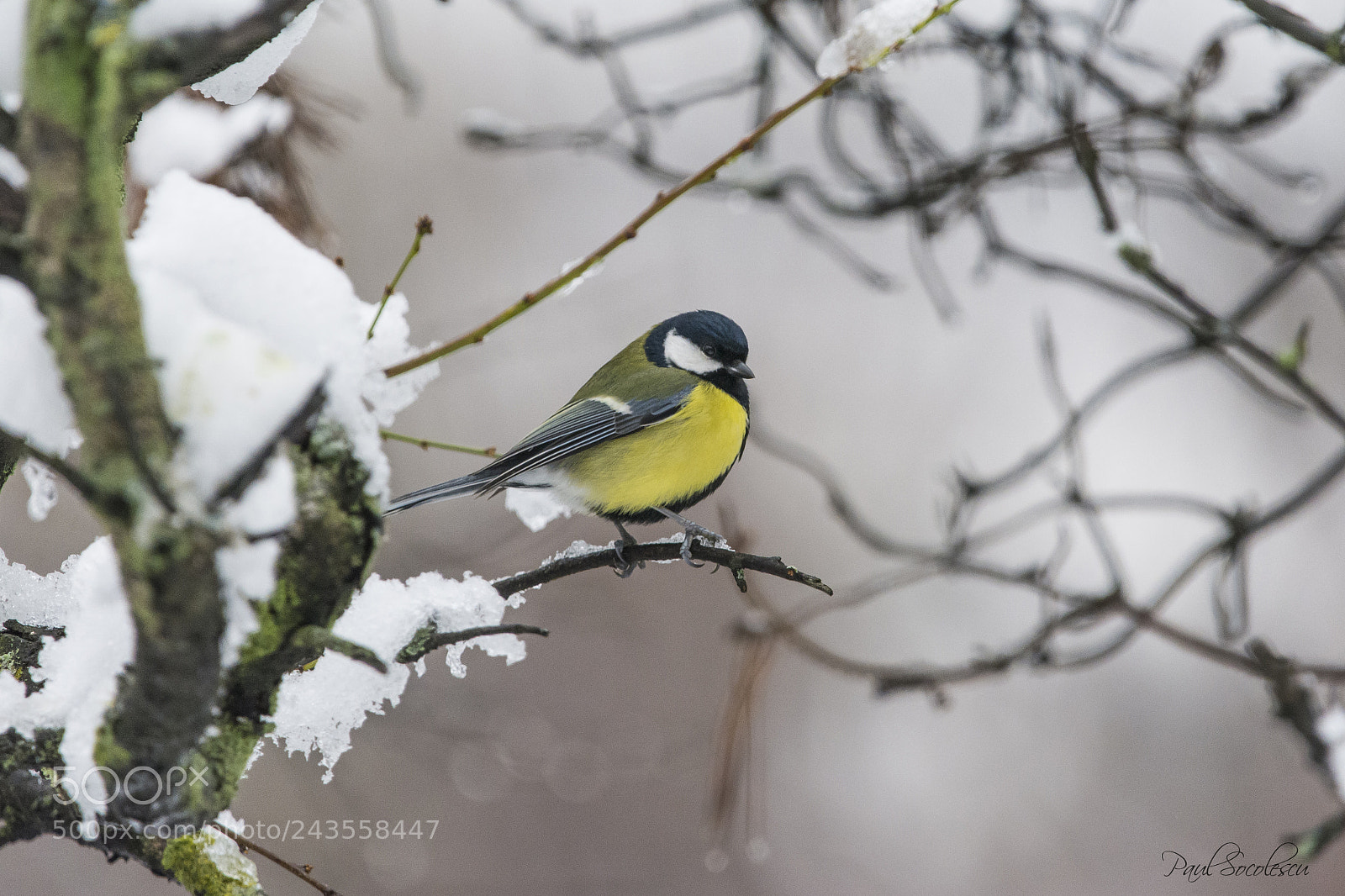 Nikon D7100 sample photo. Great tit photography
