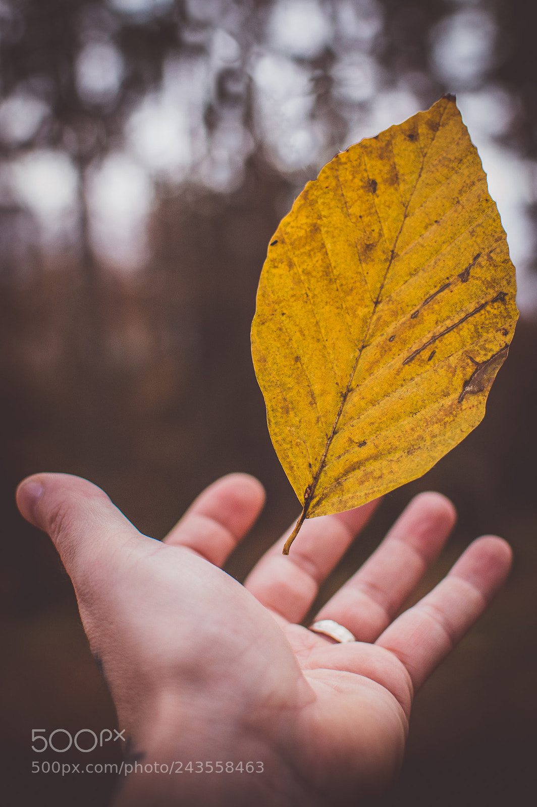 Nikon D3200 sample photo. Leaf photography