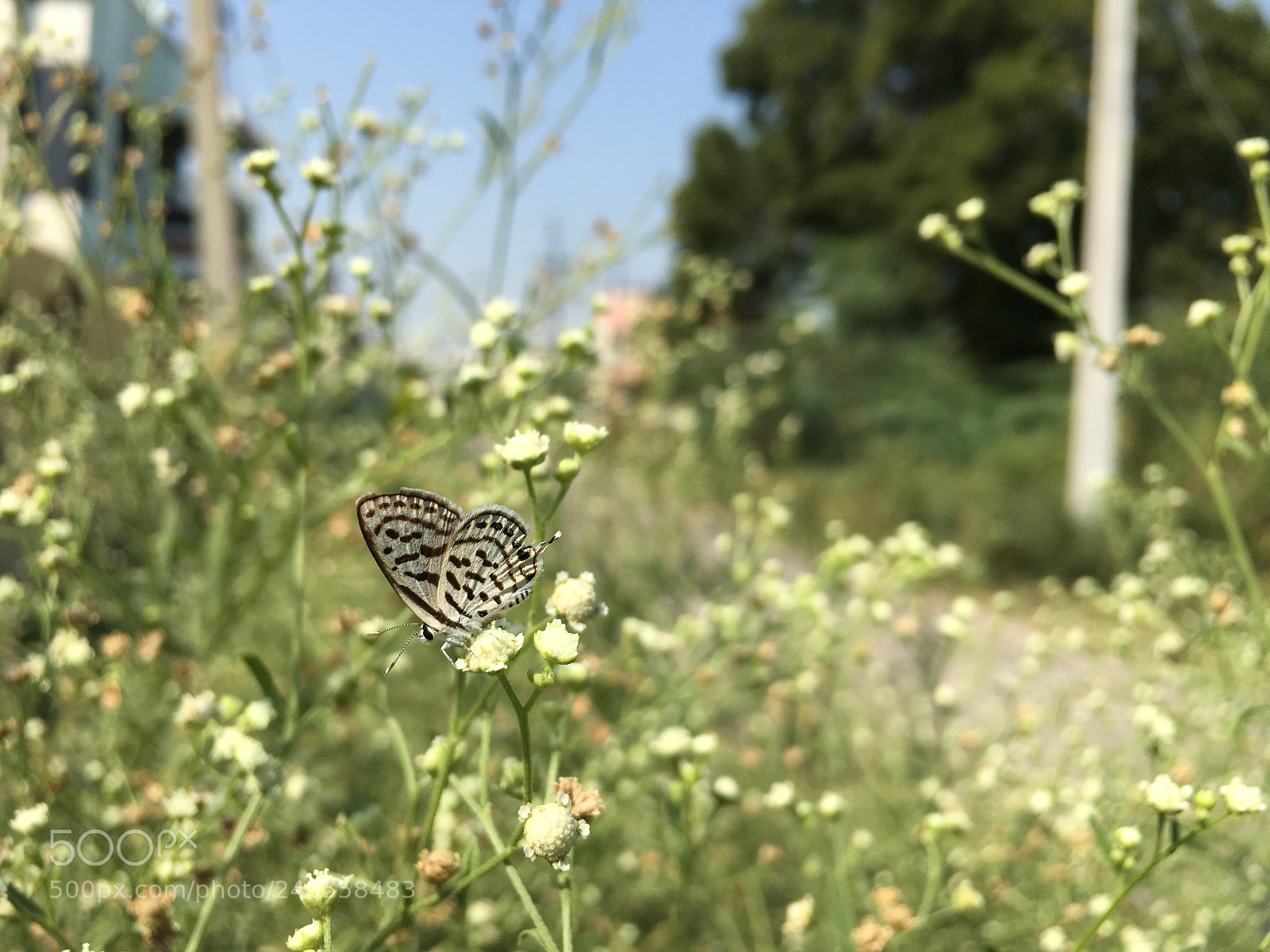 Apple iPhone 6s sample photo. The day starts off photography