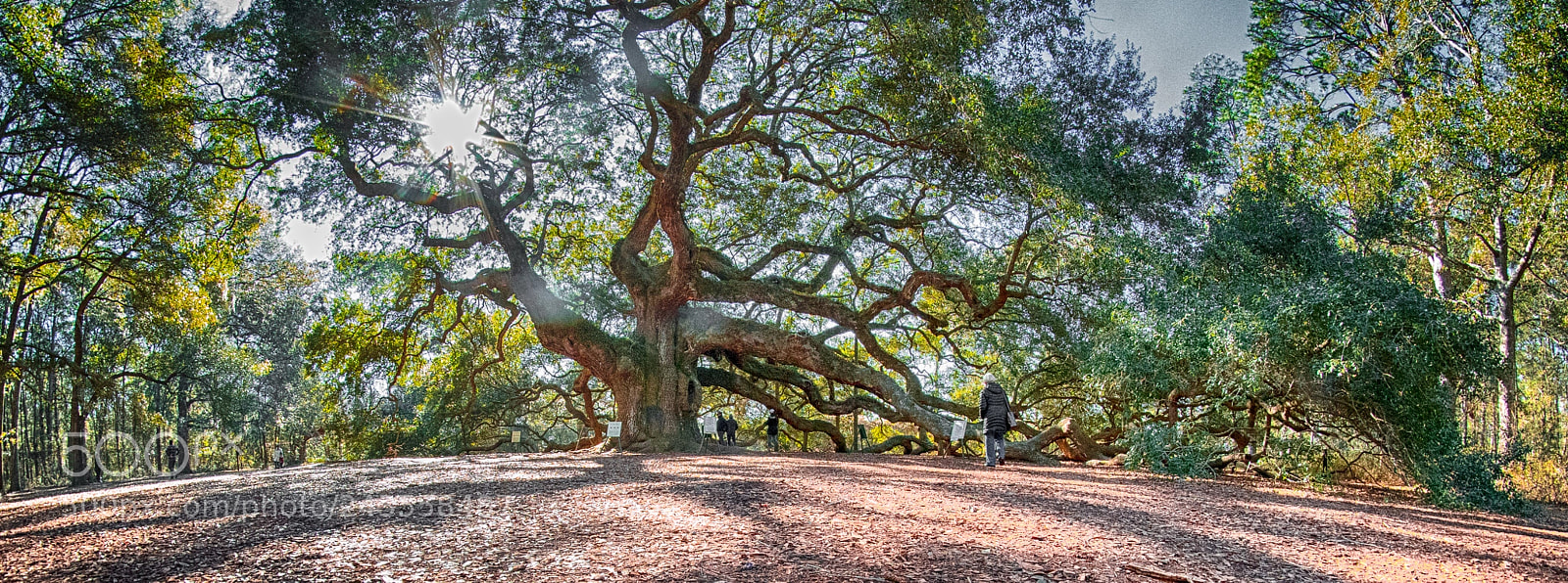 Nikon D500 sample photo. Angel oak tree pano photography