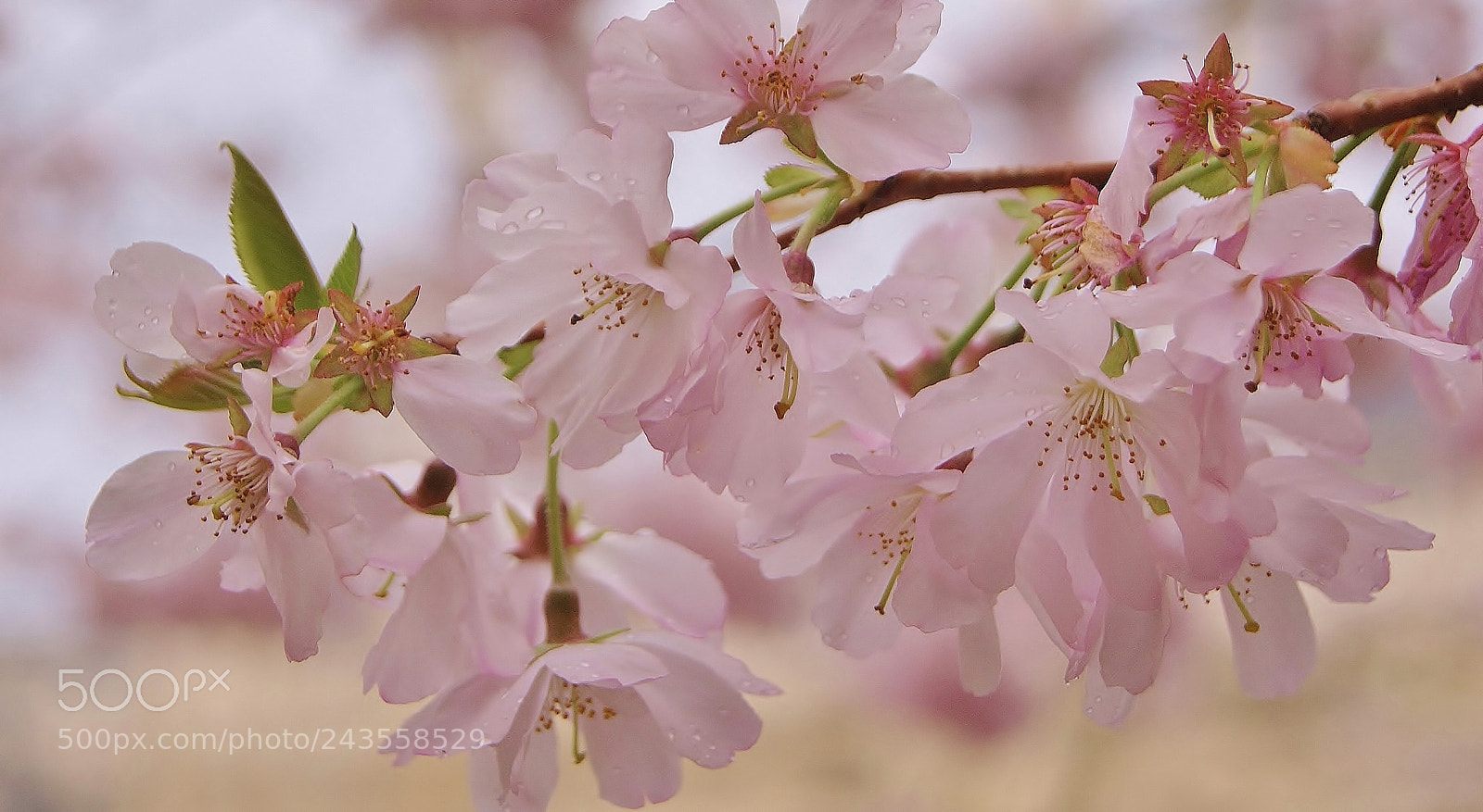 Sony Alpha DSLR-A380 sample photo. Cherry blossom memory in photography