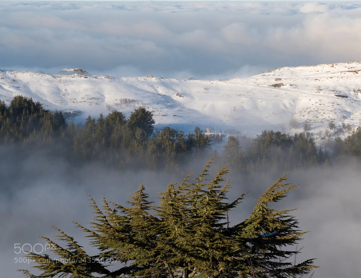 Nikon D810 sample photo. Fog in winter tannourine photography