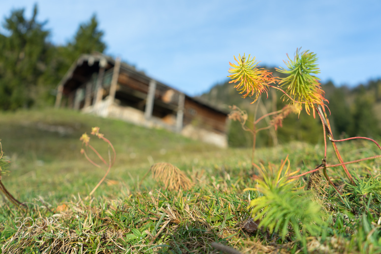 Sony a7 II sample photo. Flower and hut photography