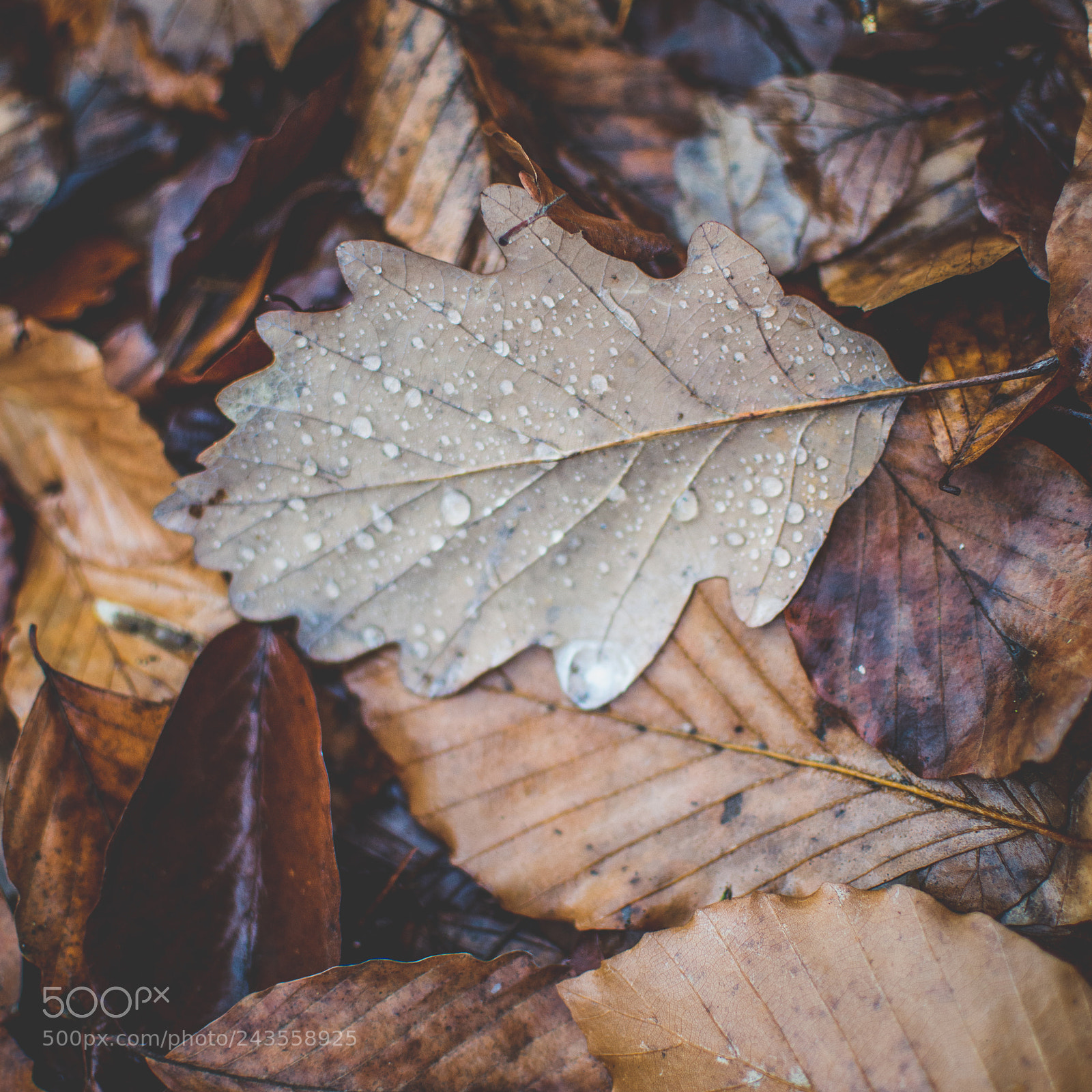 Nikon D3200 sample photo. Leafs photography