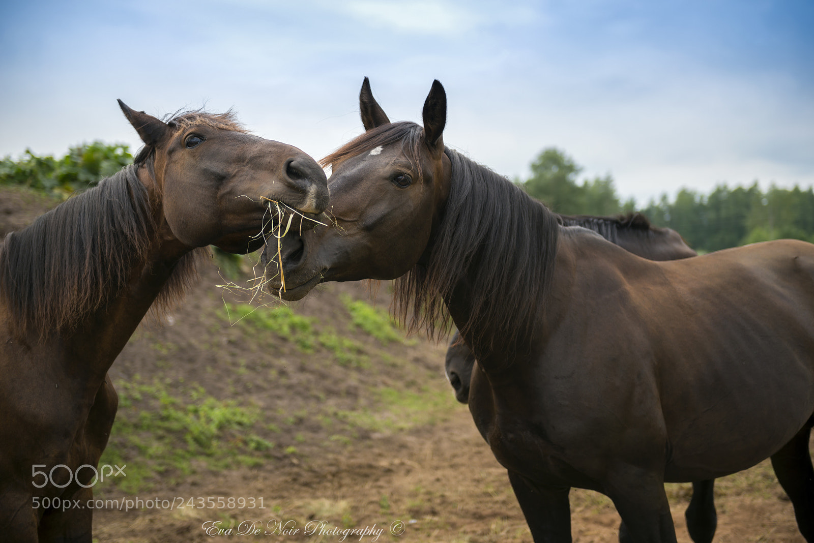 Nikon D610 sample photo. Together photography