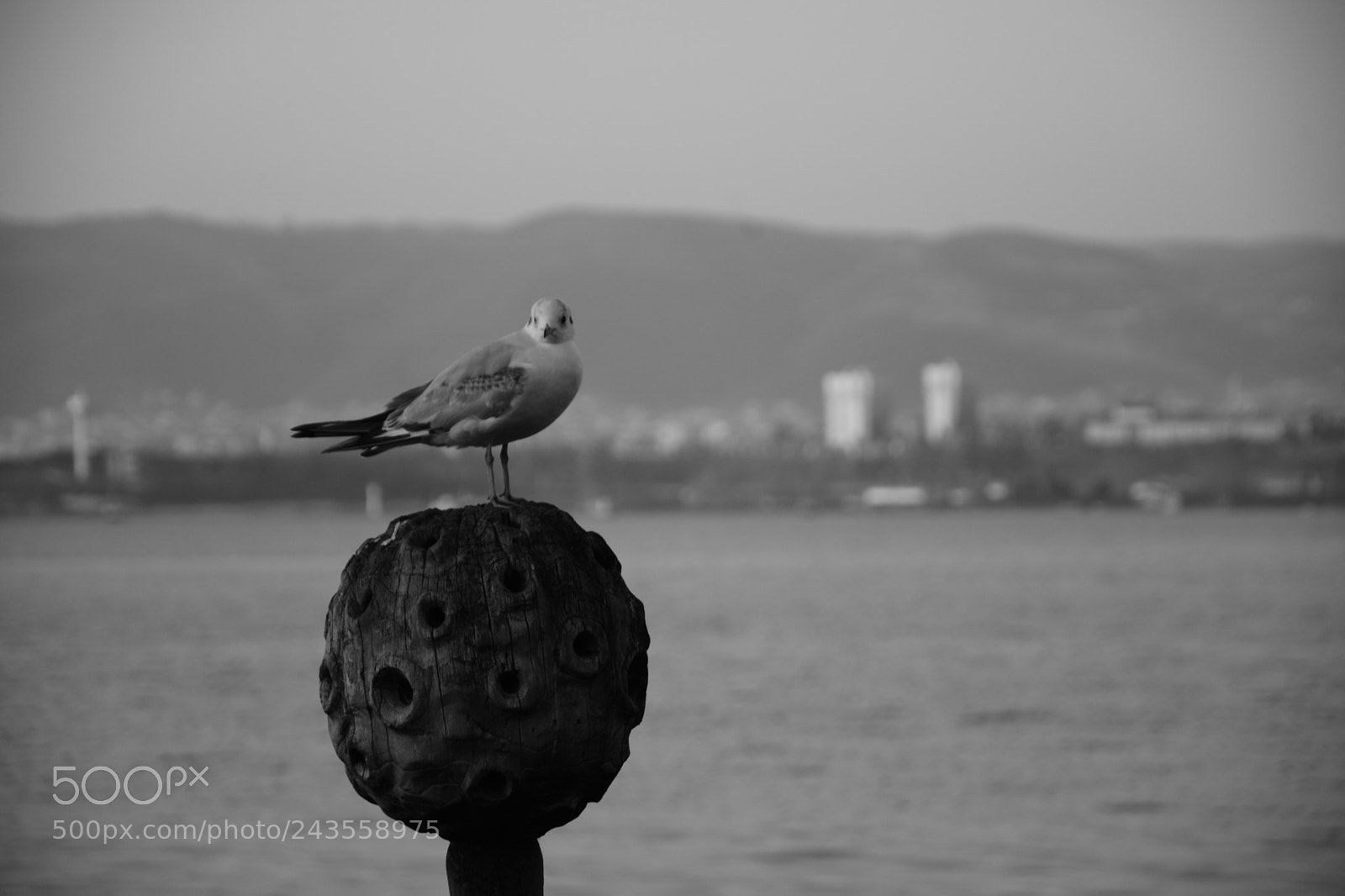 Nikon D7100 sample photo. The alone seagull photography