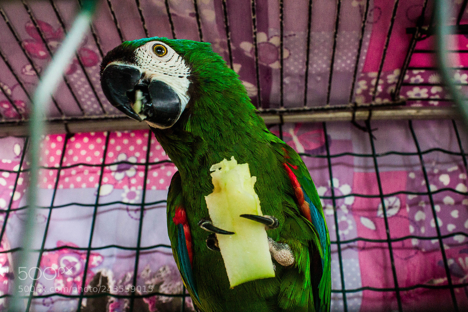 Canon EOS 1100D (EOS Rebel T3 / EOS Kiss X50) sample photo. ¿quiere cacao? photography