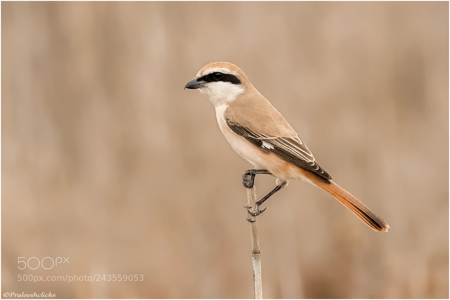 Nikon D500 sample photo. Turkestan shrike photography
