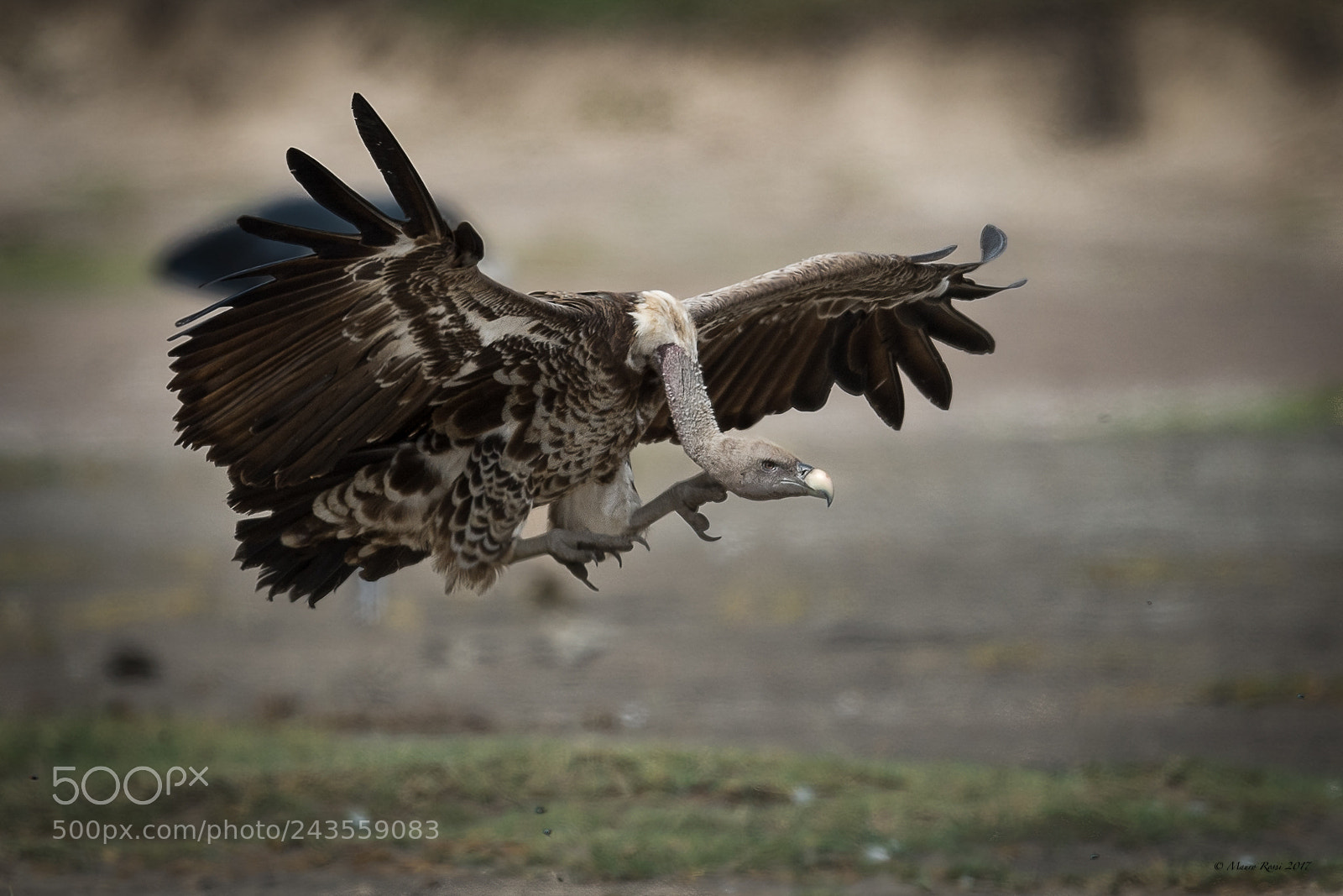 Nikon D5 sample photo. Gyps africanus - avvoltoio photography