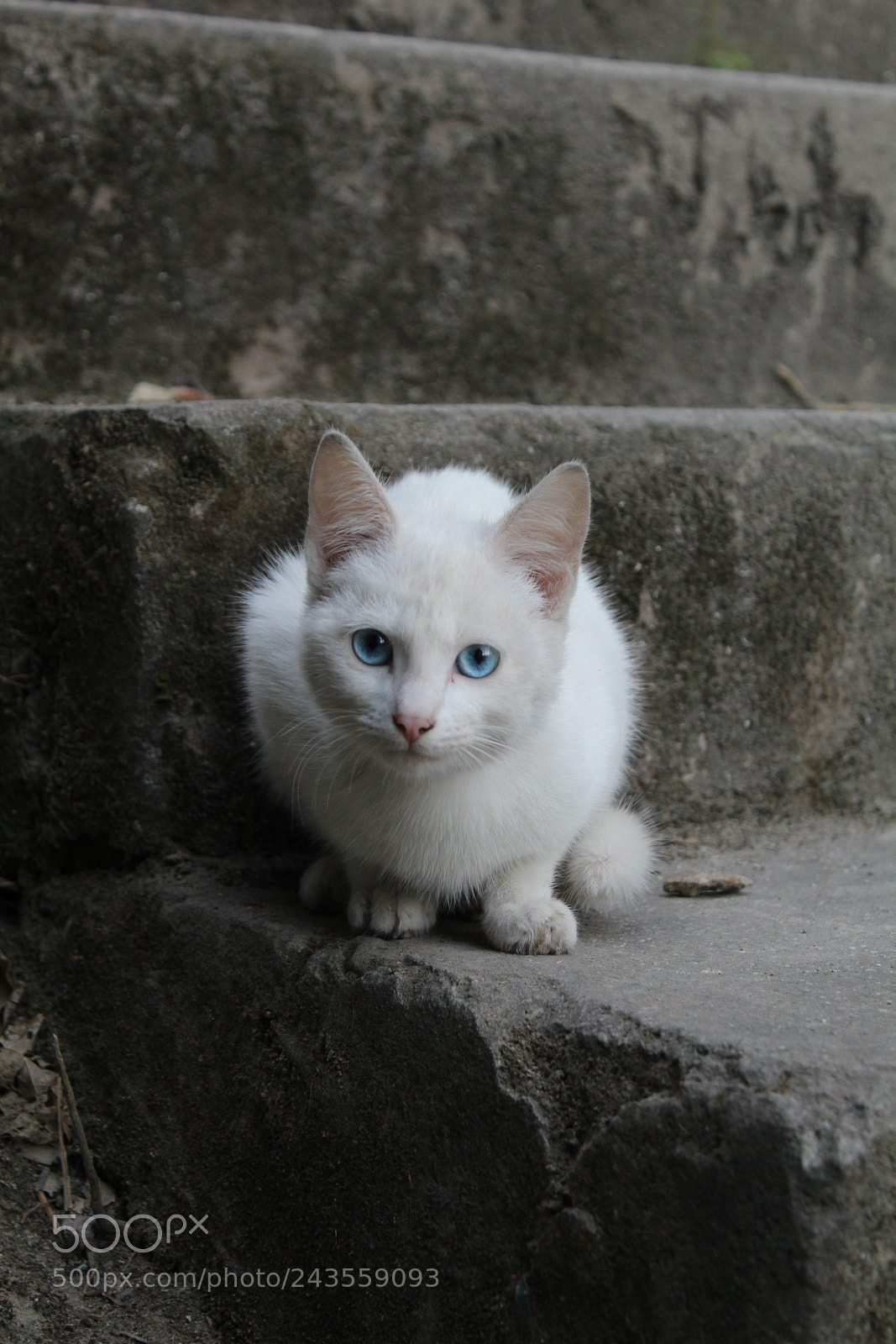 Canon EOS 1300D (EOS Rebel T6 / EOS Kiss X80) sample photo. Cat photography