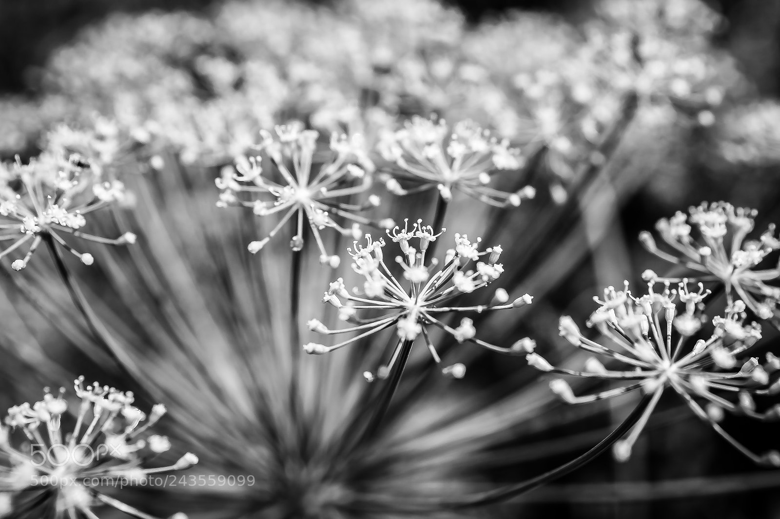 Sony SLT-A58 sample photo. *** onion flower *** photography