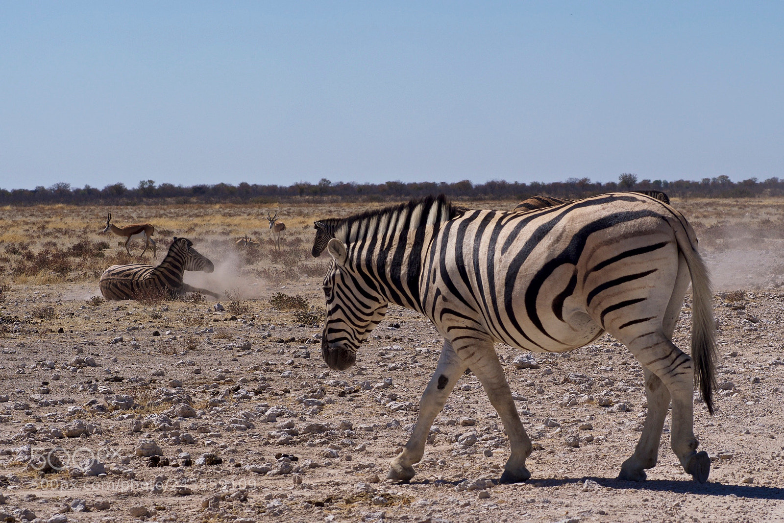 Olympus OM-D E-M5 sample photo. Zebras  photography