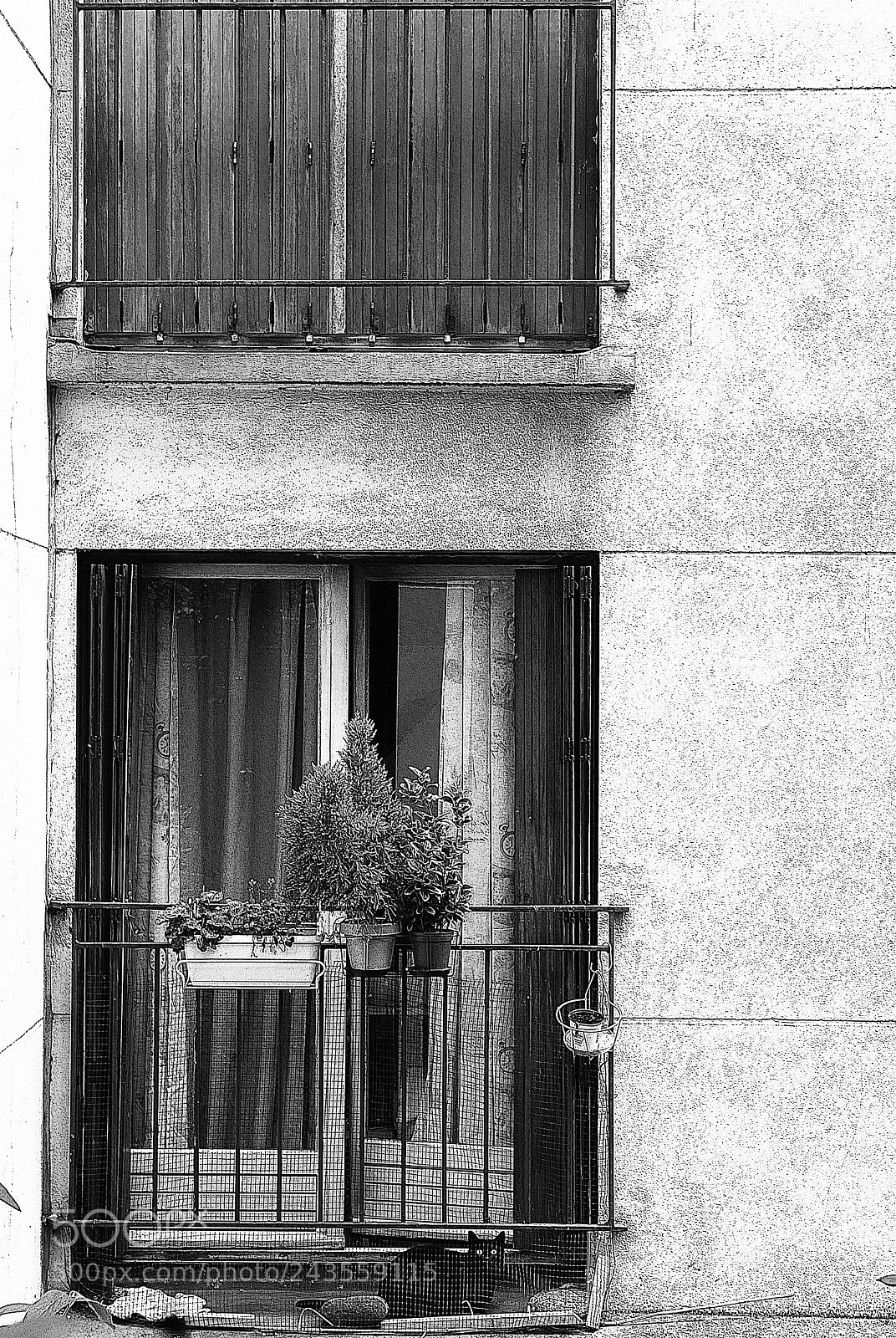 Leica D-Lux (Typ 109) sample photo. The black cat photography