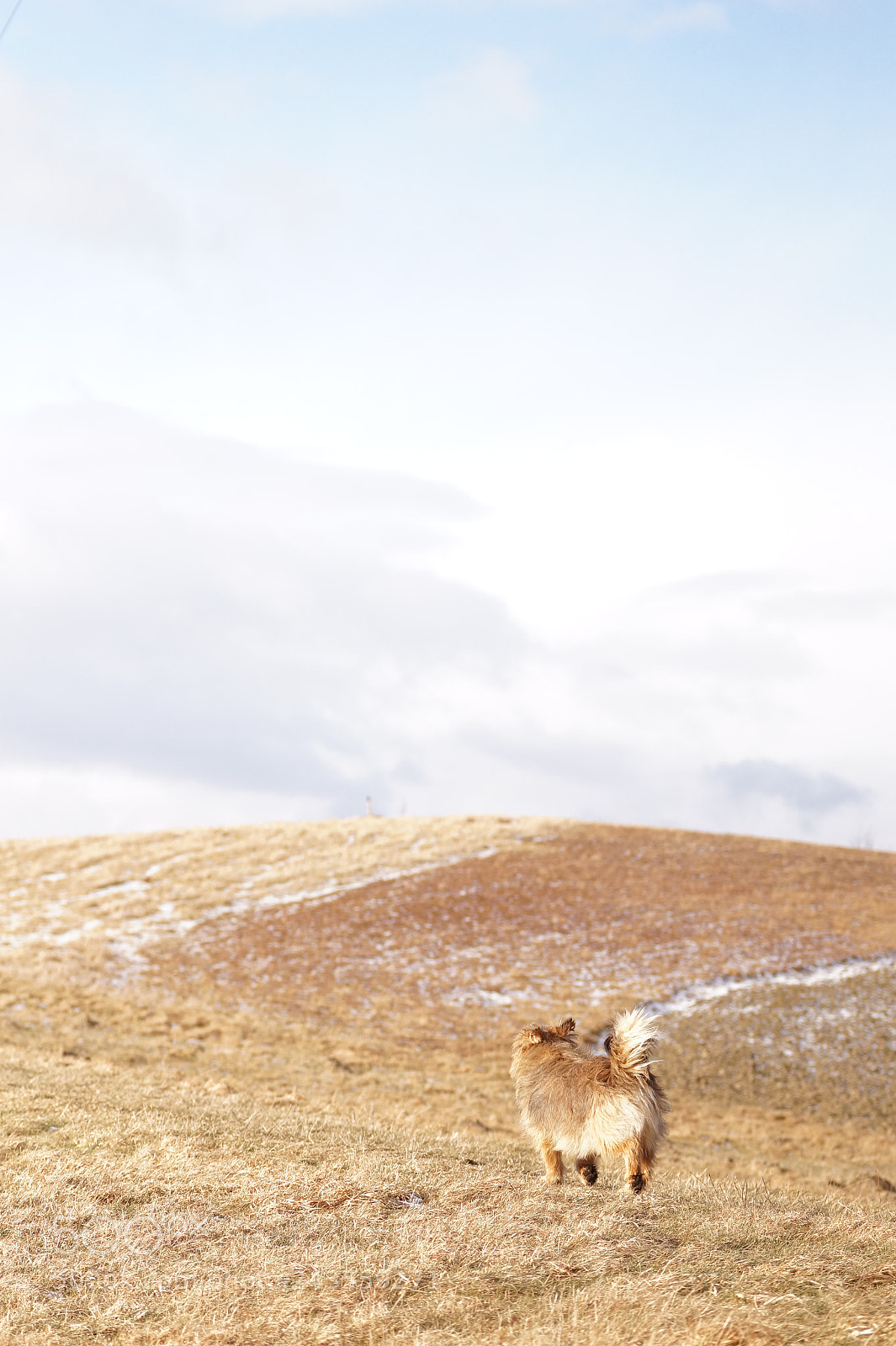 Sony SLT-A58 sample photo. The doggy and horizon photography