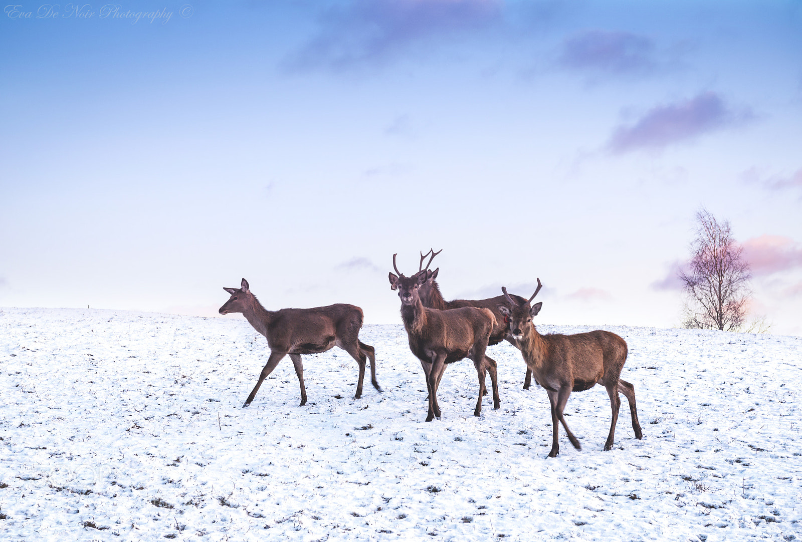 Nikon D610 sample photo. Wild photography