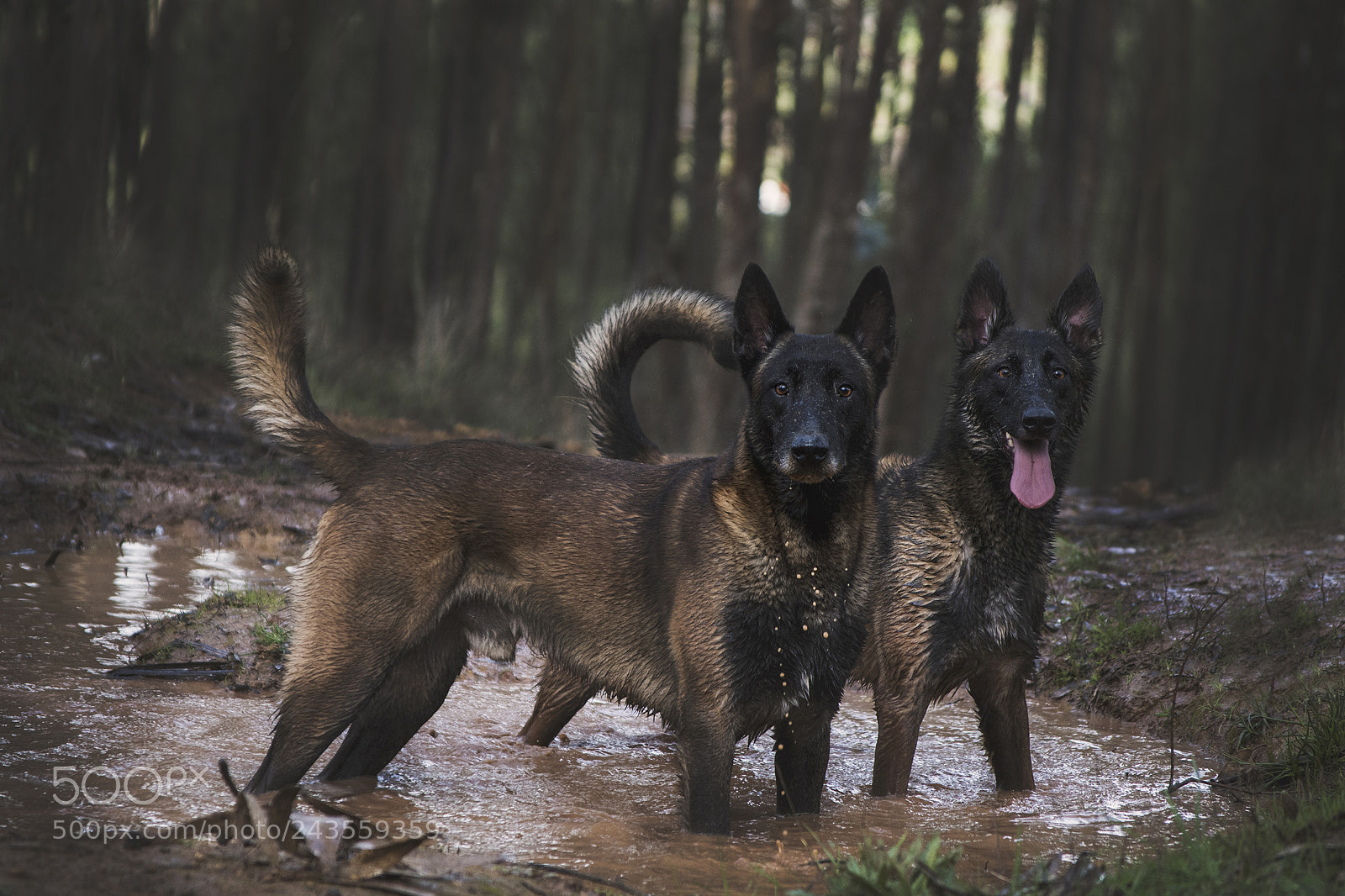 Nikon D500 sample photo. Kor and aruka, malinois photography