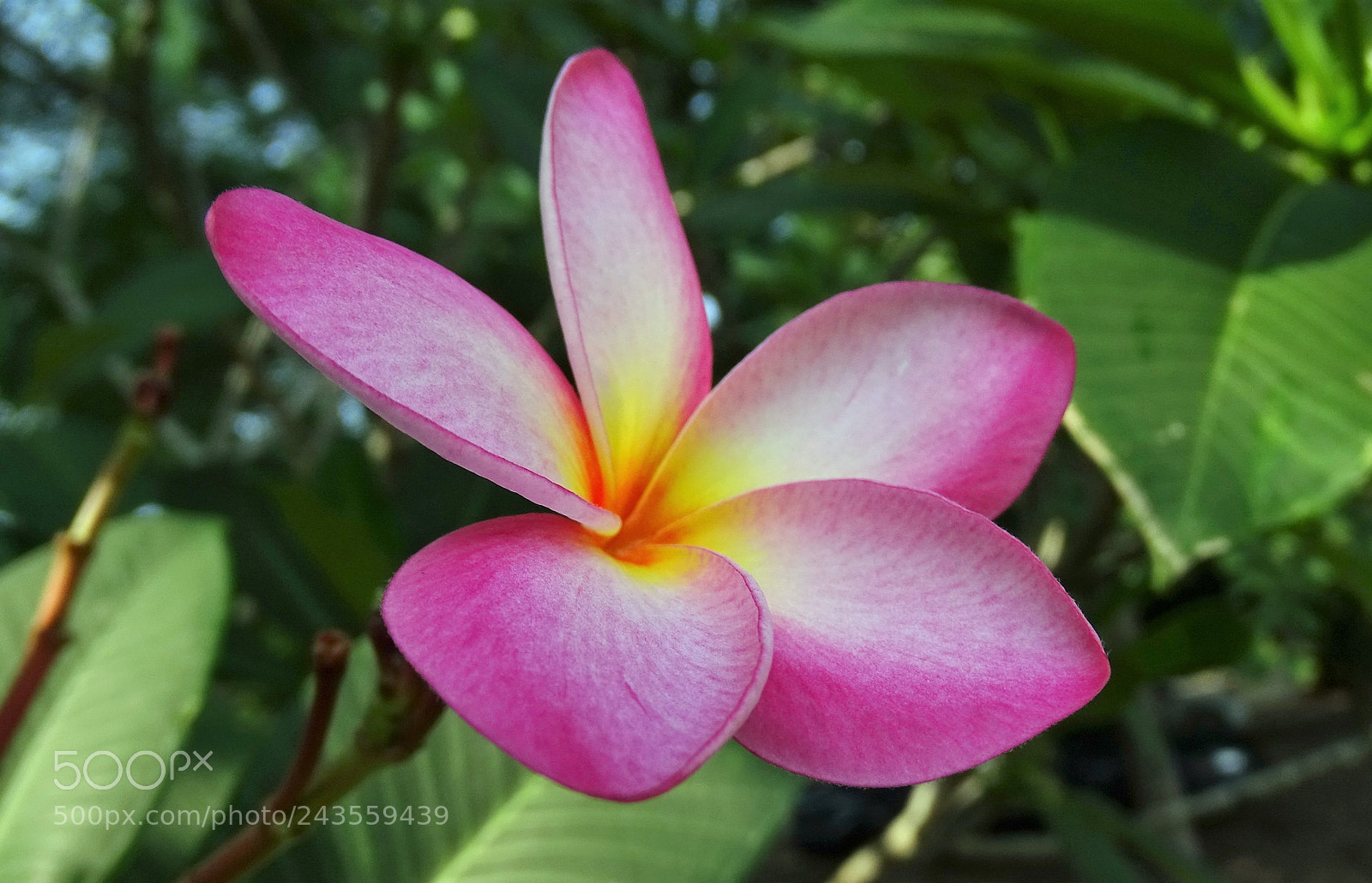 Sony Cyber-shot DSC-HX400V sample photo. Blossom photography
