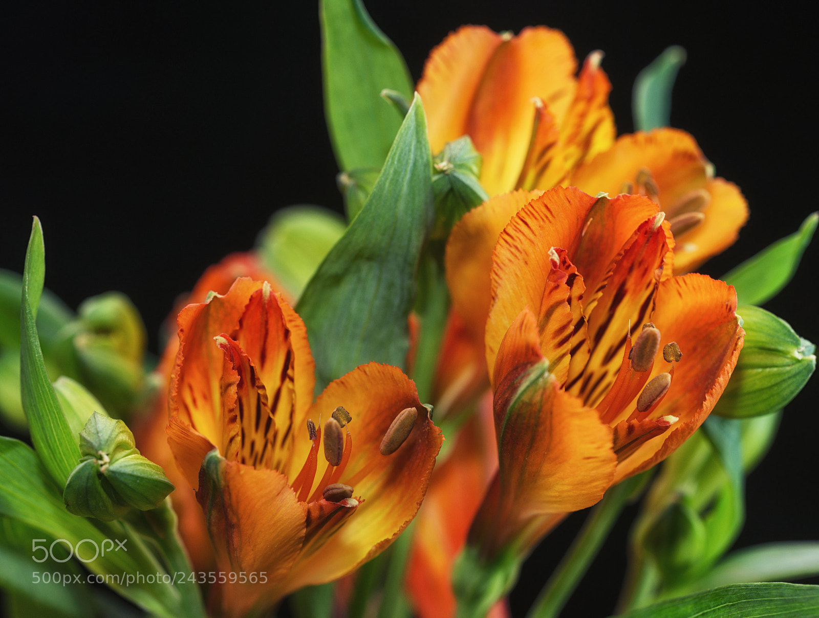 Nikon D800 sample photo. Flo photography