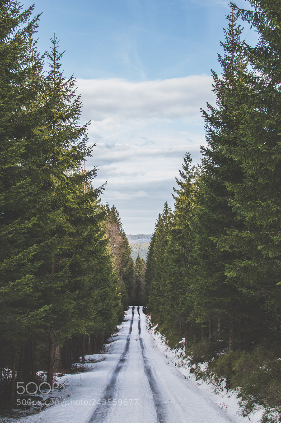 Nikon D3200 sample photo. Forest photography