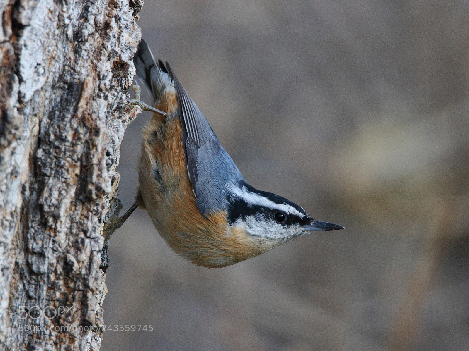 Canon EOS 750D (EOS Rebel T6i / EOS Kiss X8i) sample photo. Downclimbing photography