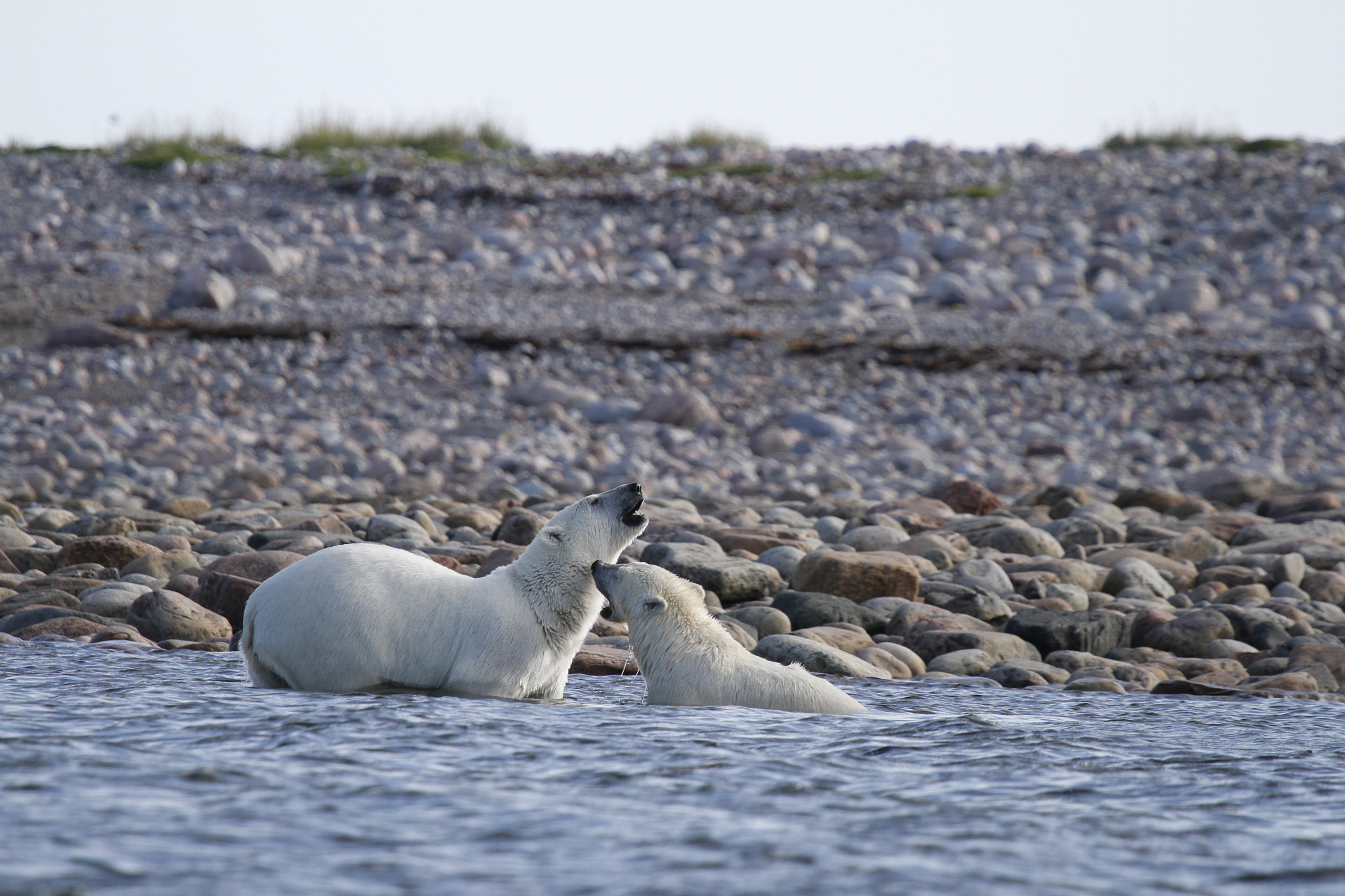 Canon EOS 7D + Canon EF 100-400mm F4.5-5.6L IS USM sample photo. Two polar bears (ursus maritimus) fighting in the arctic ocean near arviat, nunavut canada photography