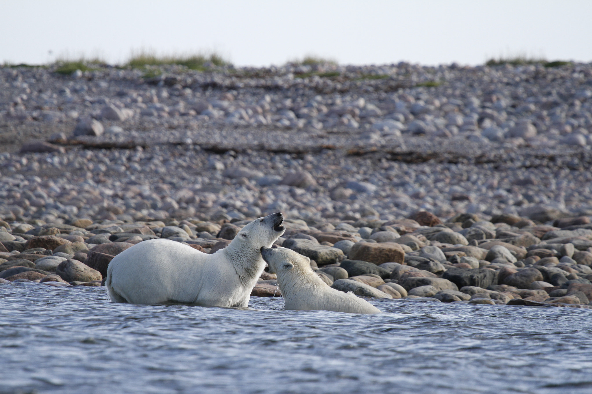 Canon EF 100-400mm F4.5-5.6L IS USM sample photo. Two polar bears (ursus maritimus) fighting in the arctic ocean near arviat, nunavut canada photography