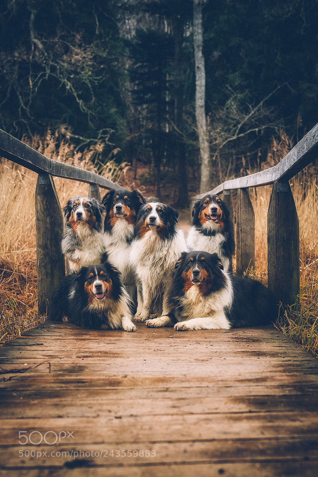 Sony a7 II sample photo. The aussie-crew at the photography