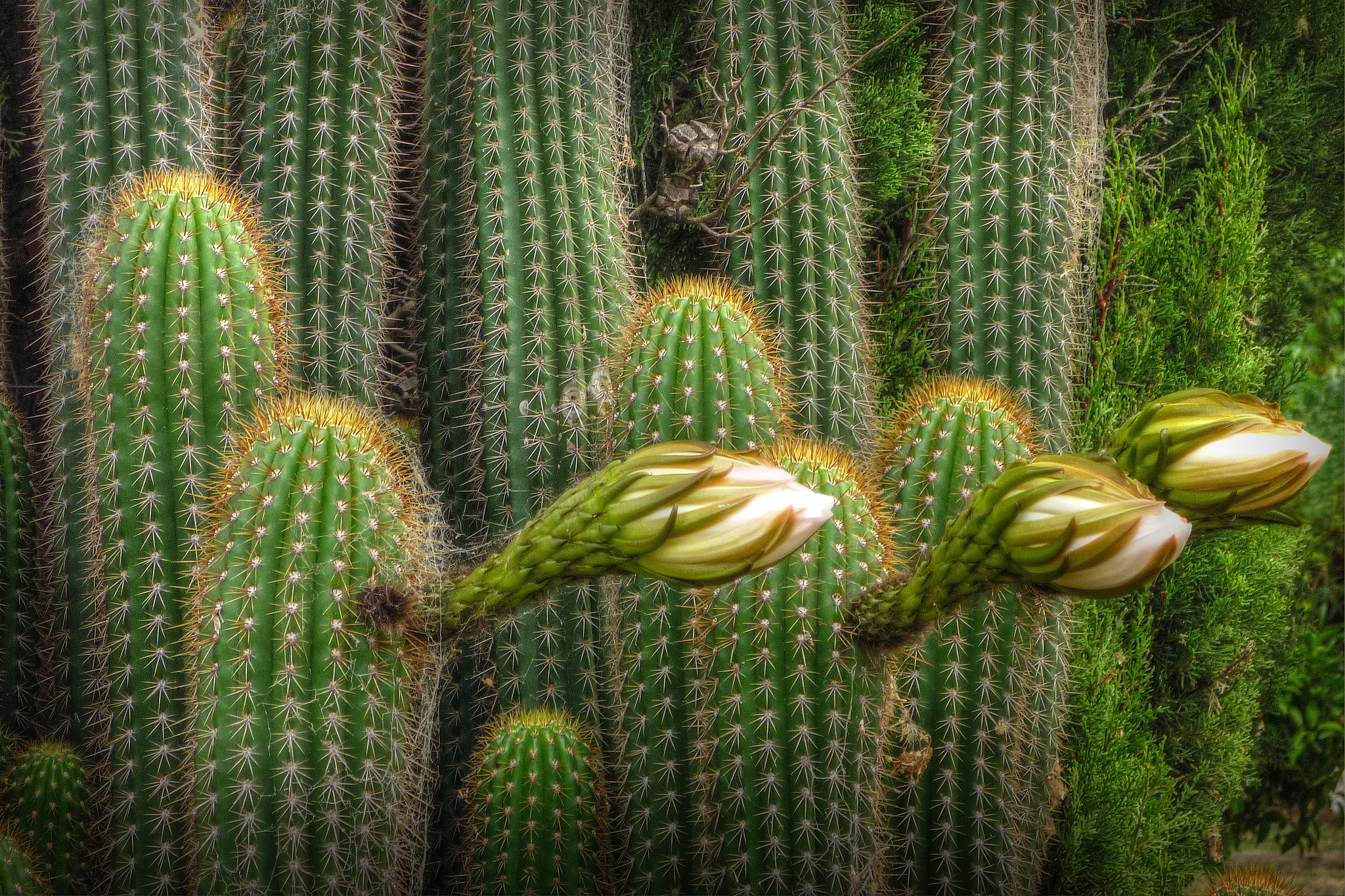 Panasonic DMC-FS5 sample photo. Cactus en flor photography