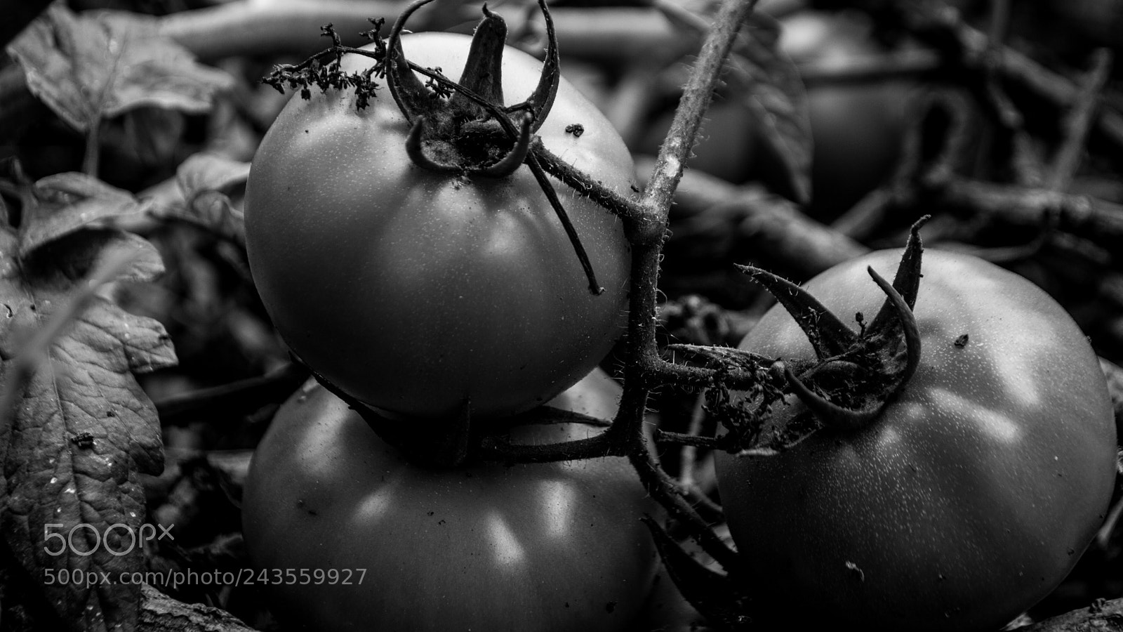 Nikon D3200 sample photo. Tomate 100% organico photography