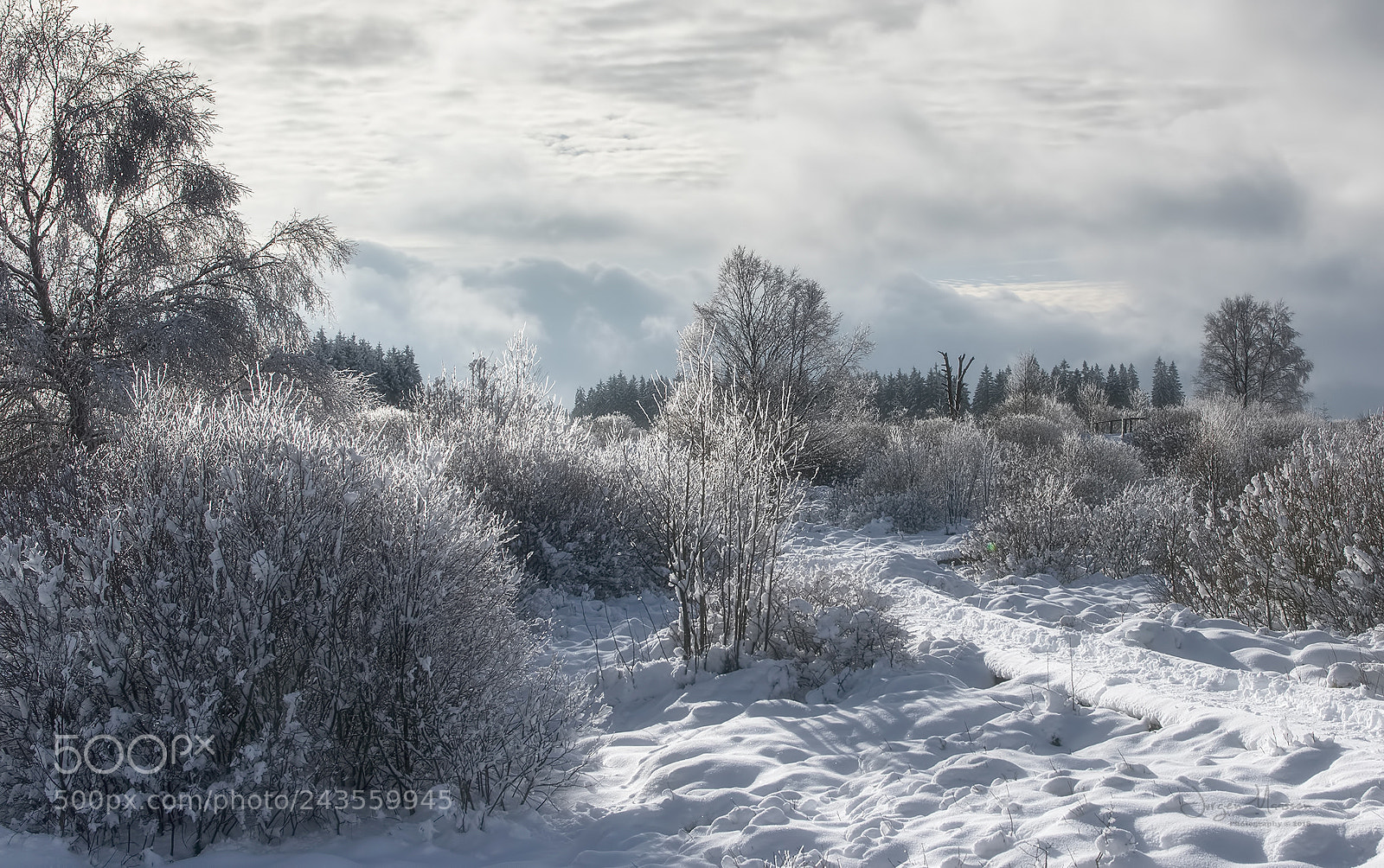 Canon EOS 7D Mark II sample photo. Winter wonderland. photography