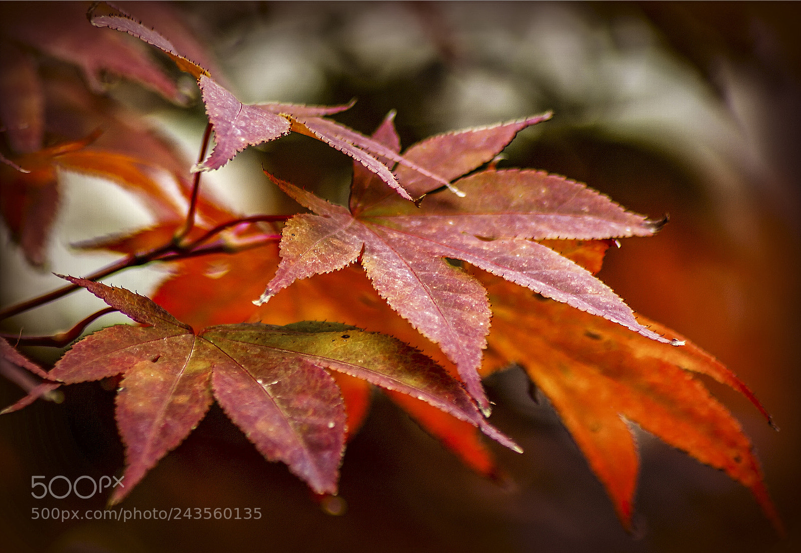 Sony Alpha DSLR-A330 sample photo. Őszi levelek photography