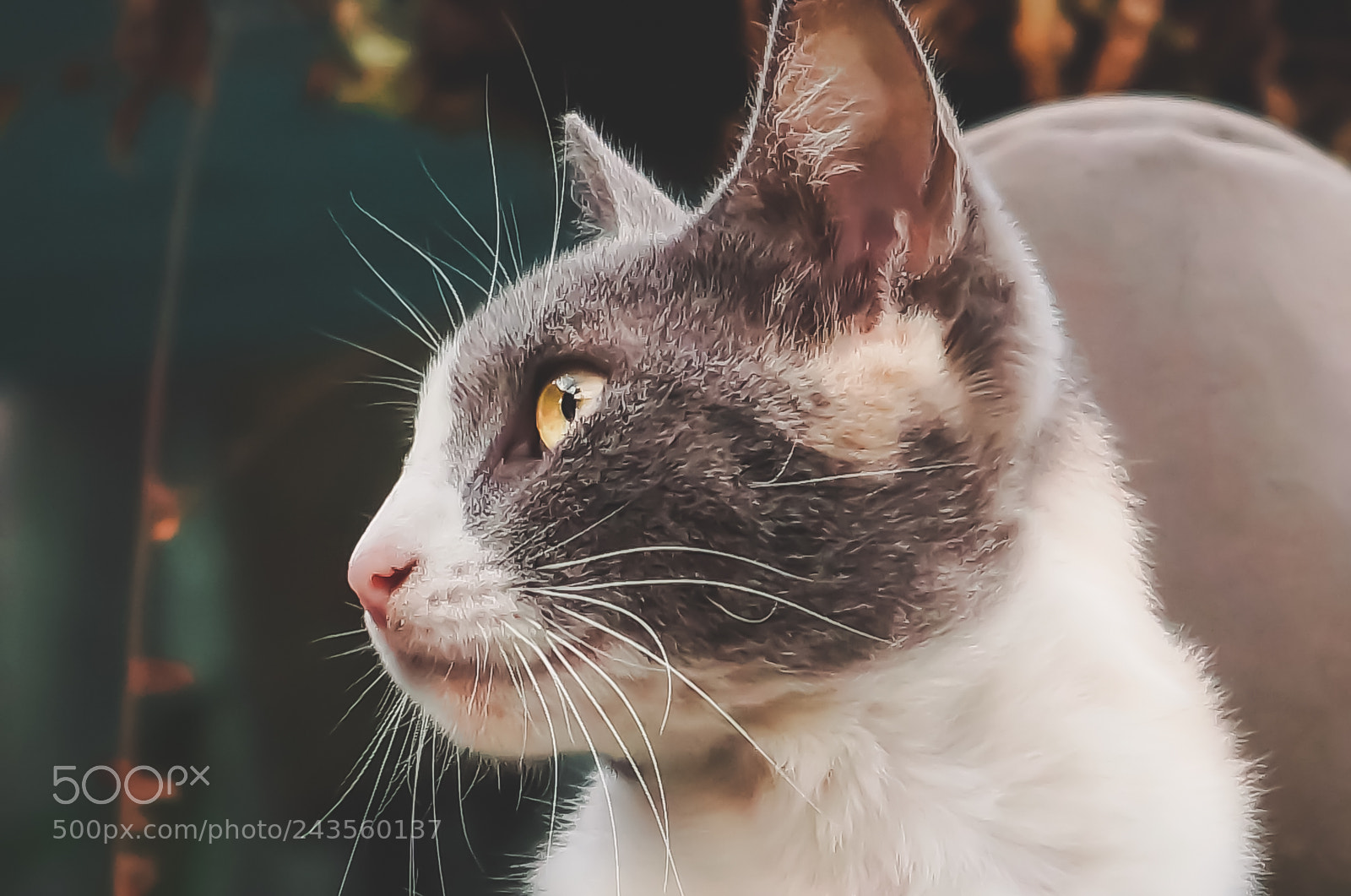 Sony SLT-A37 sample photo. Cat whiskers photography