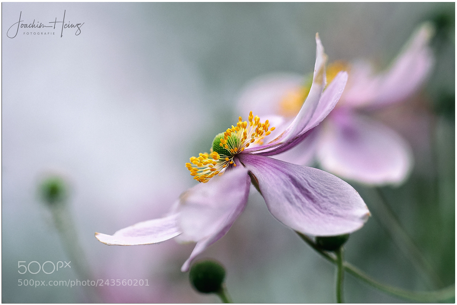 Fujifilm X-T2 sample photo. Anemone photography