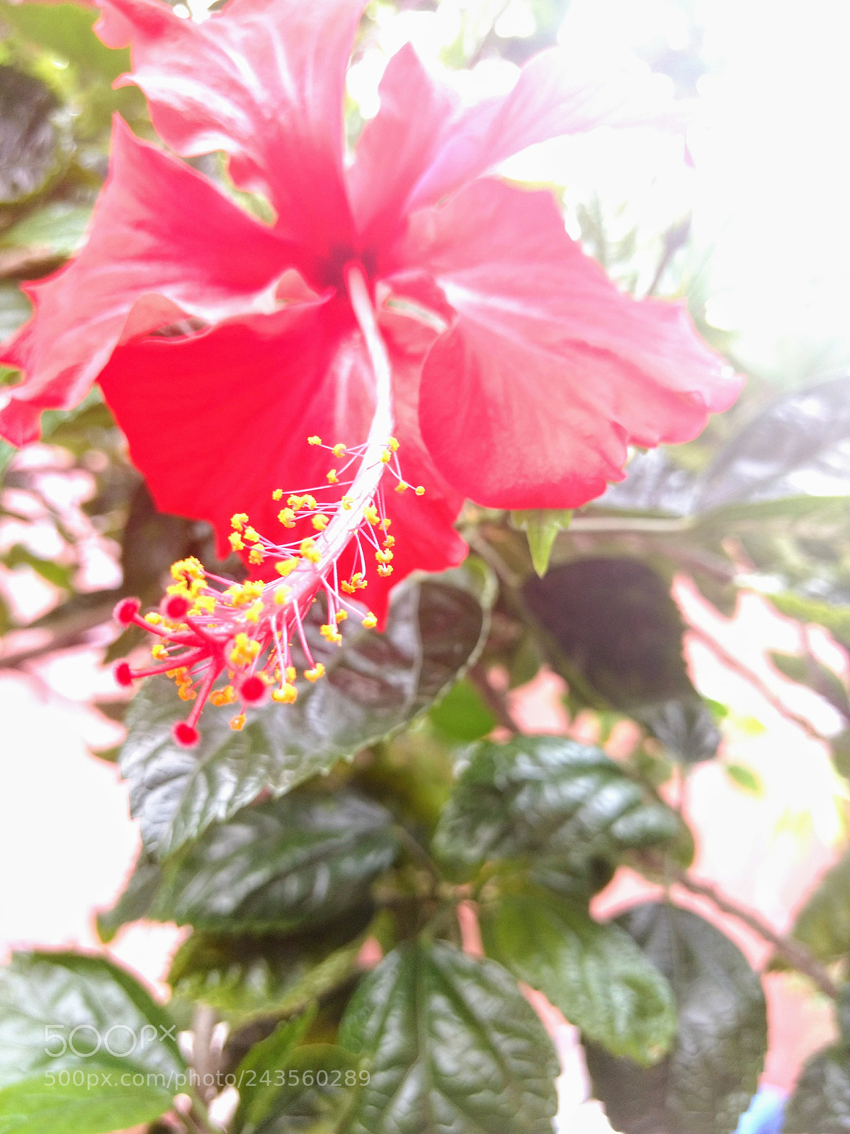 Motorola Moto G (4) sample photo. Hibiscus photography