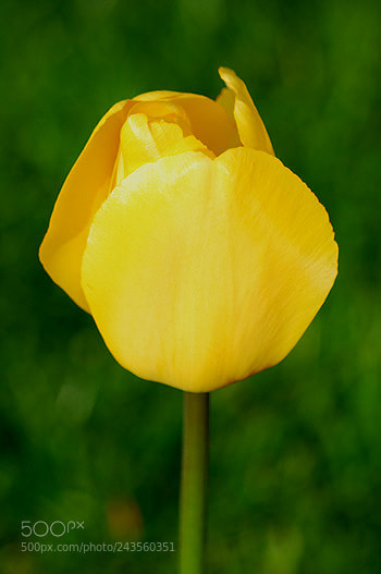 Nikon D60 sample photo. Td photography