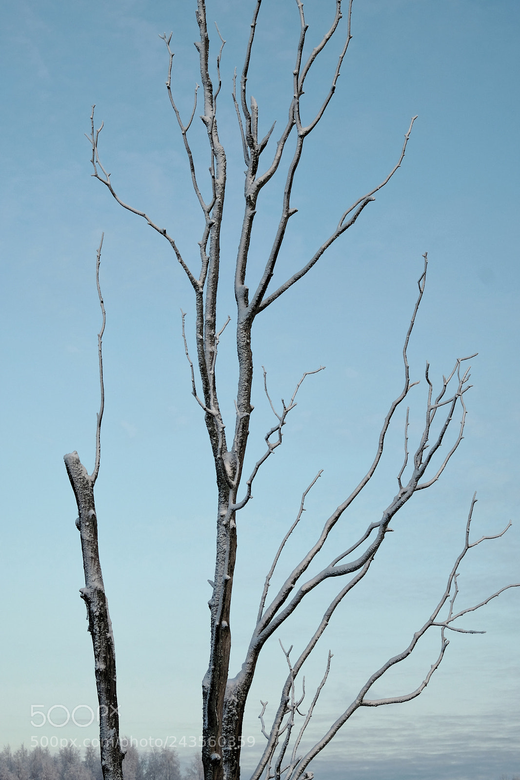 Fujifilm X-T2 sample photo. Tree photography