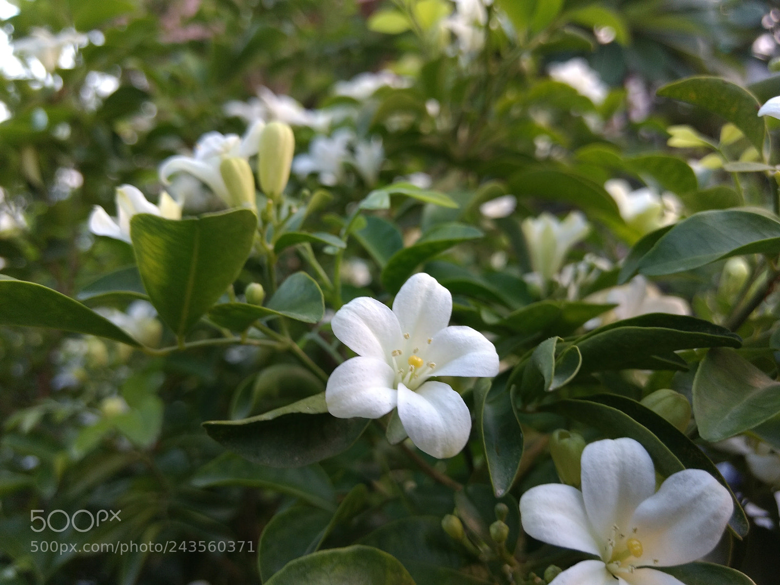 Motorola Moto G (4) sample photo. White.. flowers photography