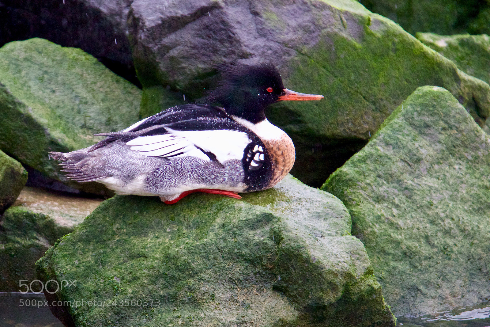 Canon EOS 7D Mark II sample photo. Red-breasted merganser - middelste photography