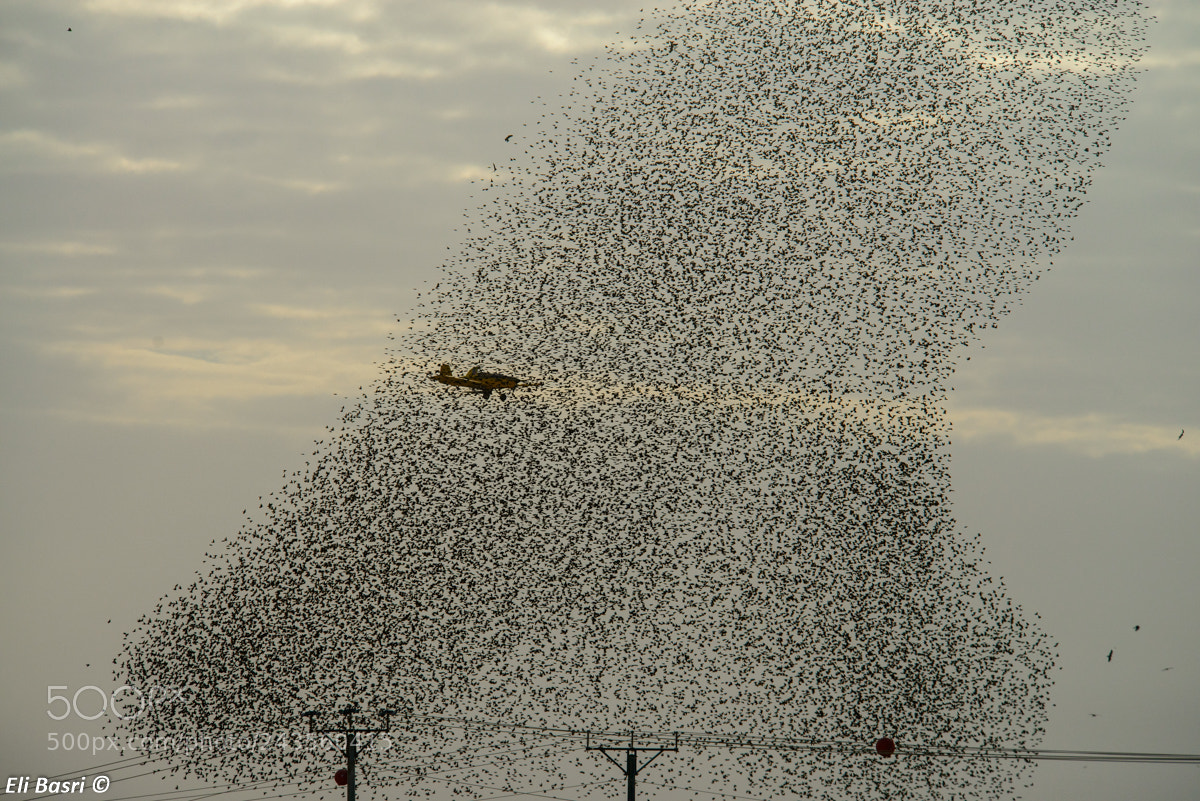 Nikon D800 sample photo. Starling birds photography