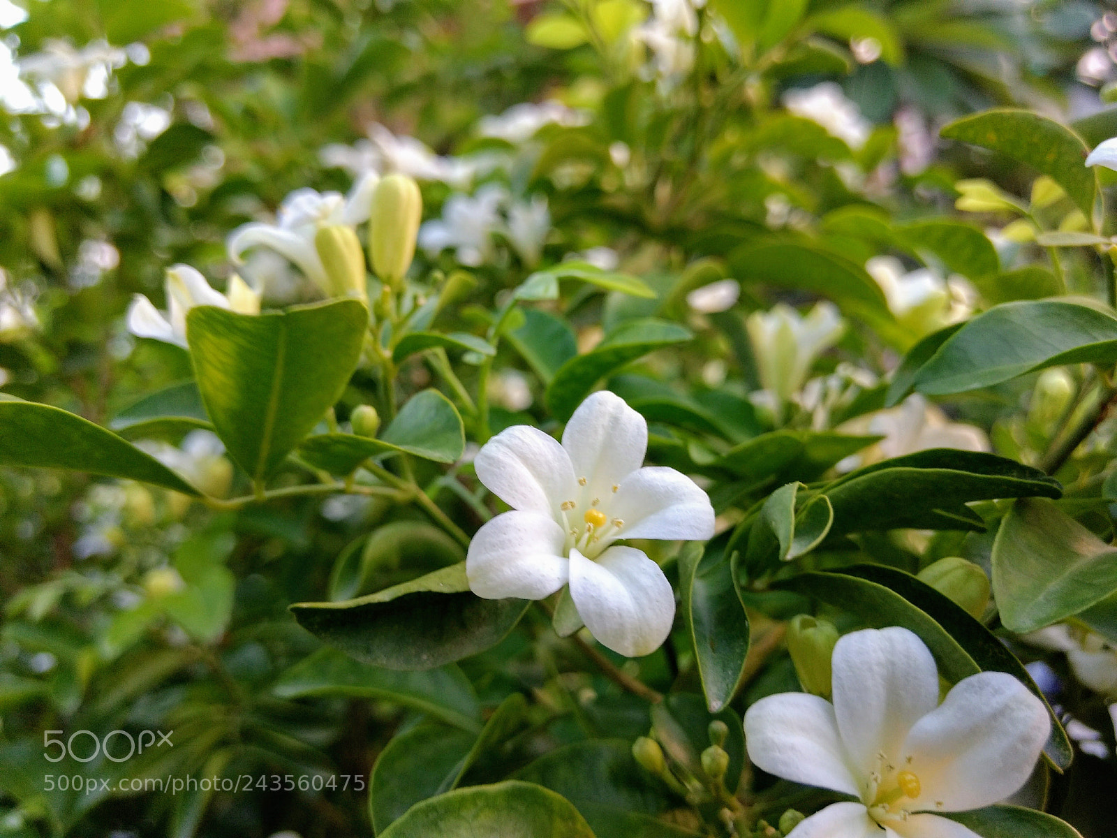 Motorola Moto G (4) sample photo. White flowers photography