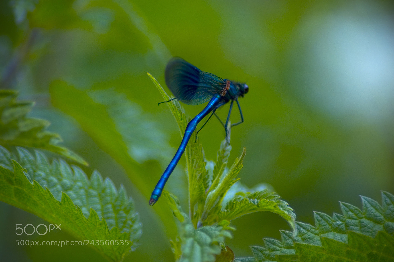 Nikon D70 sample photo. Dragonfly photography