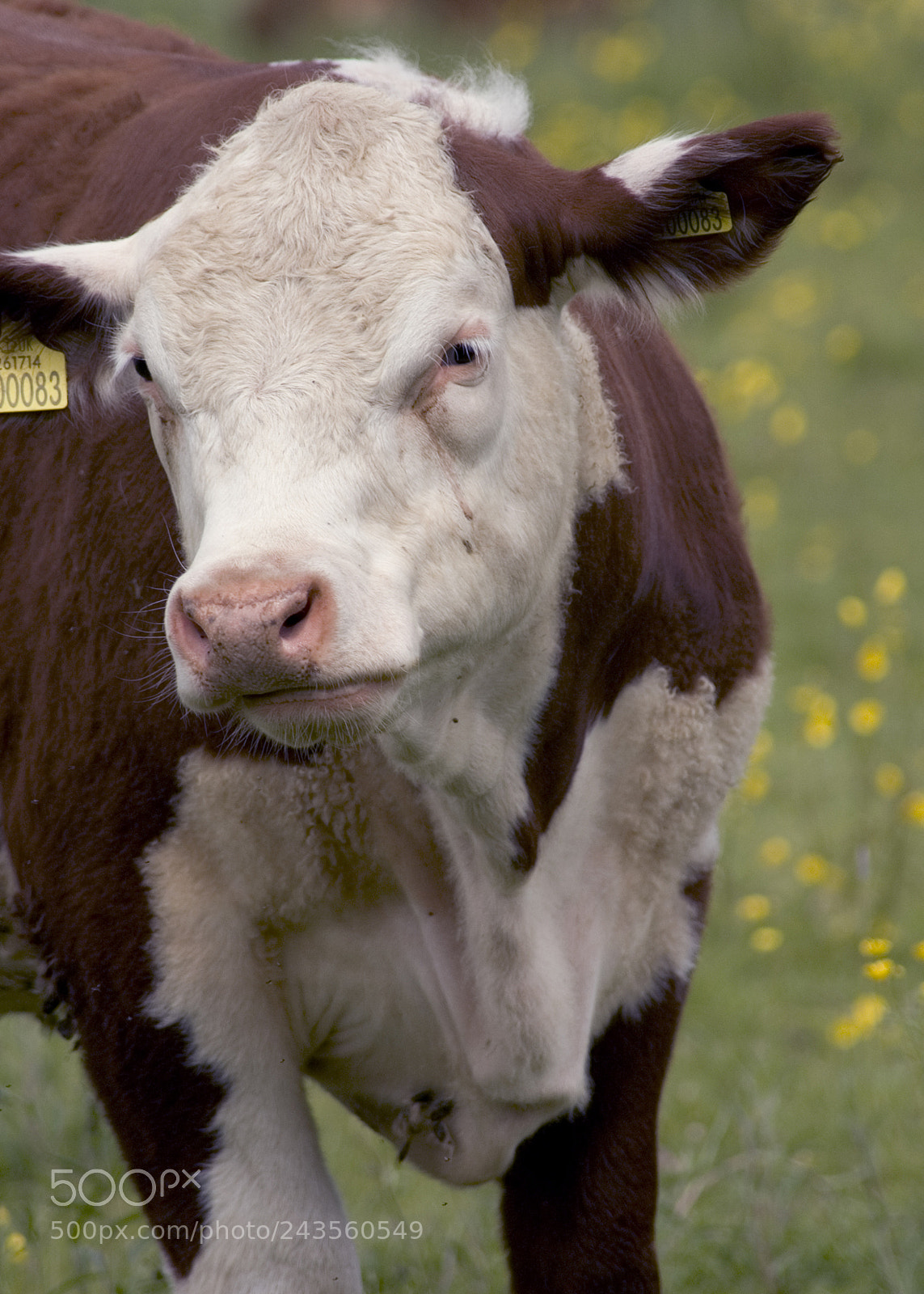 Nikon D70 sample photo. A grumpycow photography