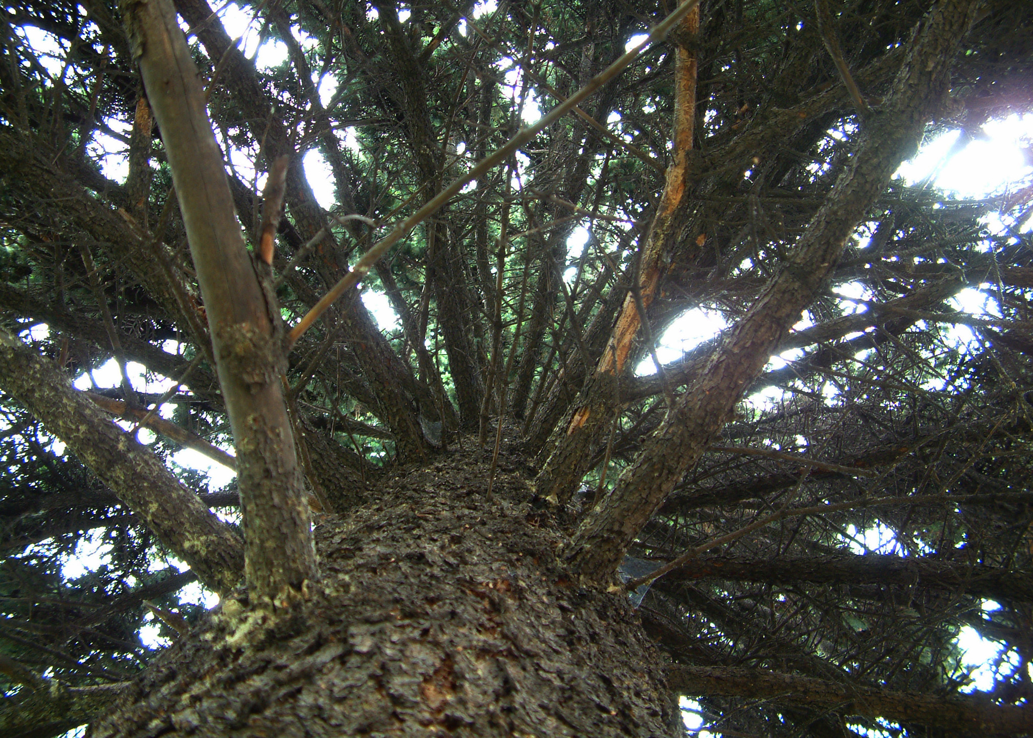 Fujifilm FinePix S602 ZOOM sample photo. A tree photography