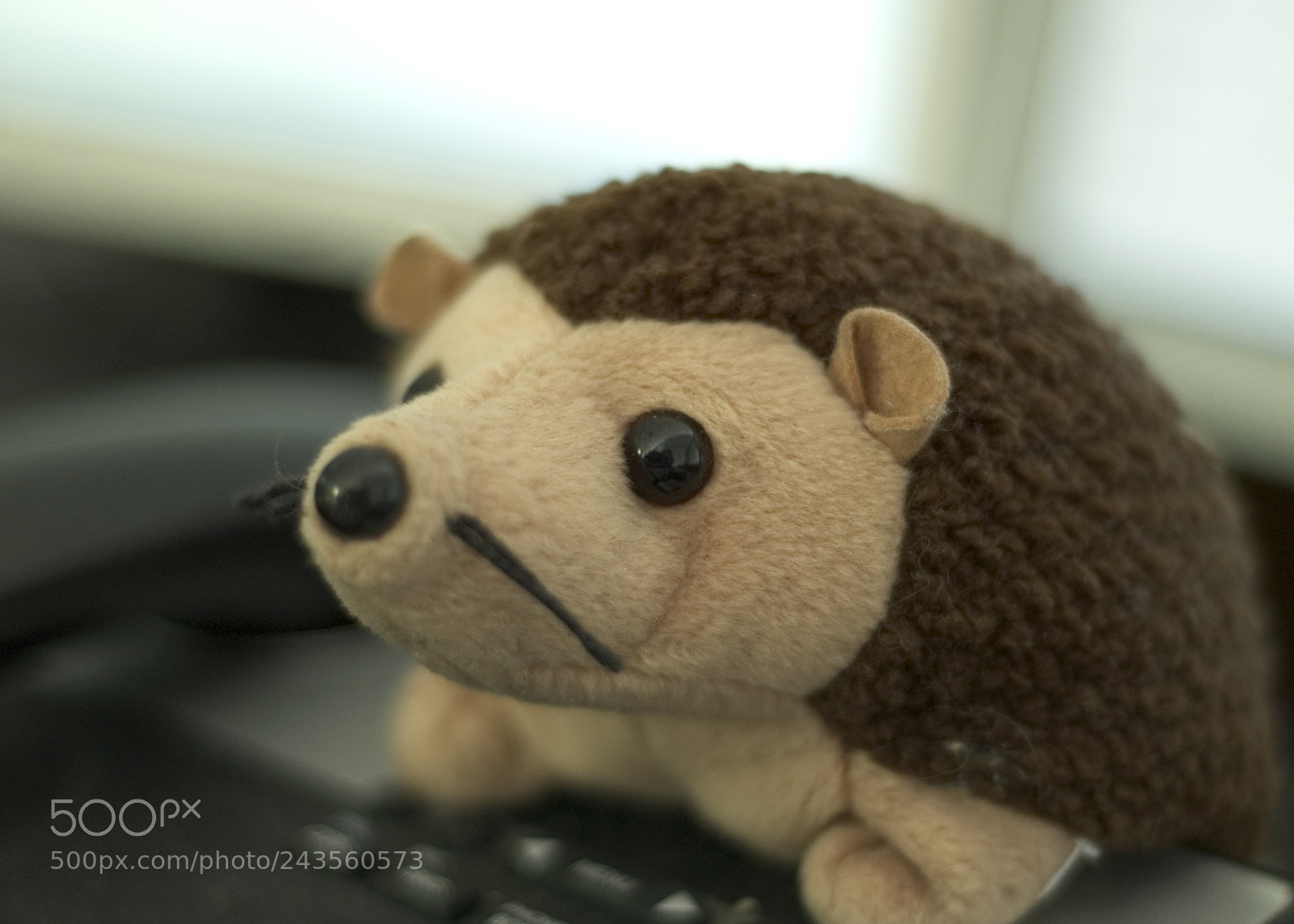 Nikon D70 sample photo. Office hedgehog photography