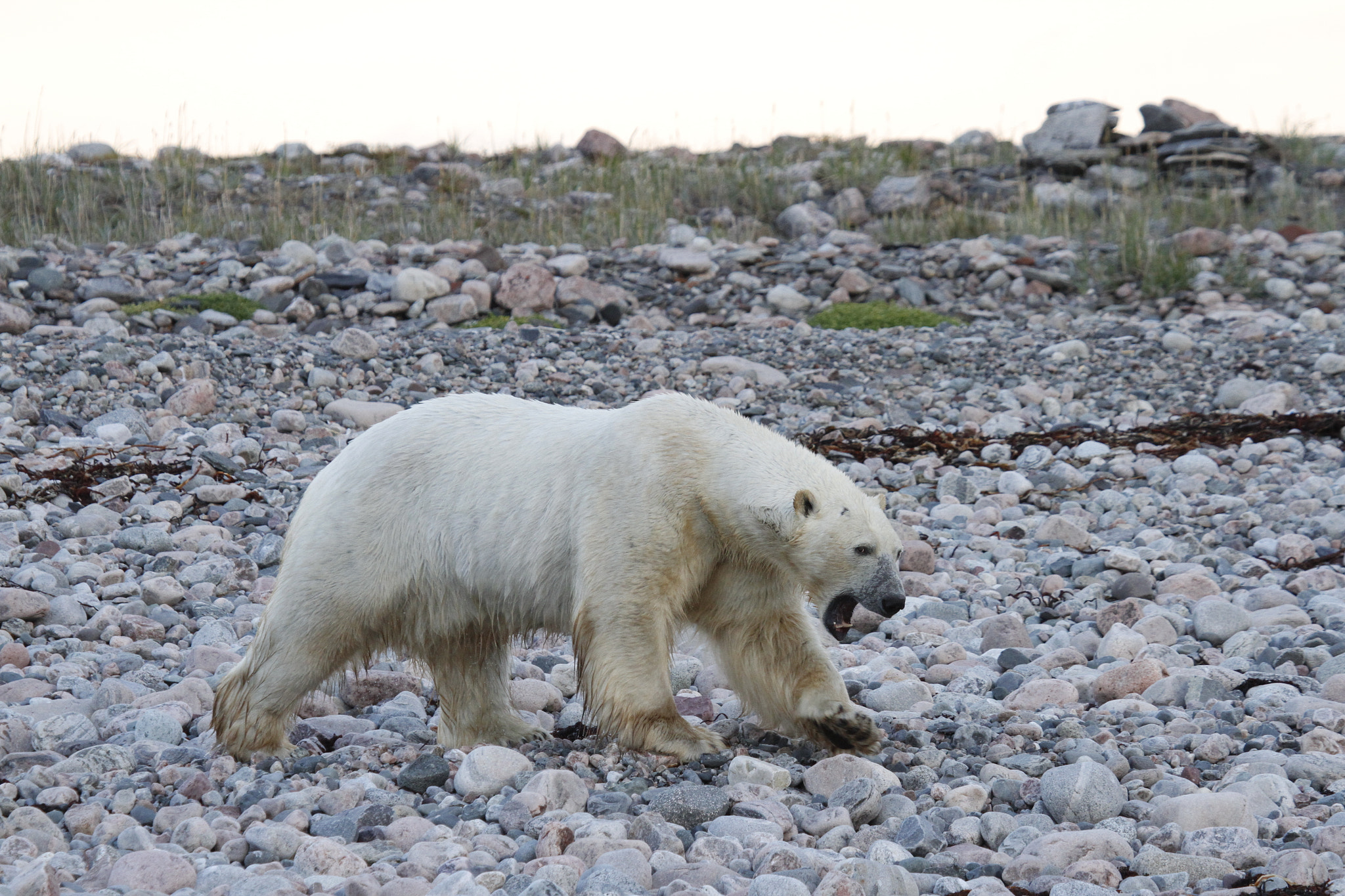 Canon EF 100-400mm F4.5-5.6L IS USM sample photo. Polar bear (ursus maritimus) walking along a rocky shoreline near arviat, nunavut canada photography