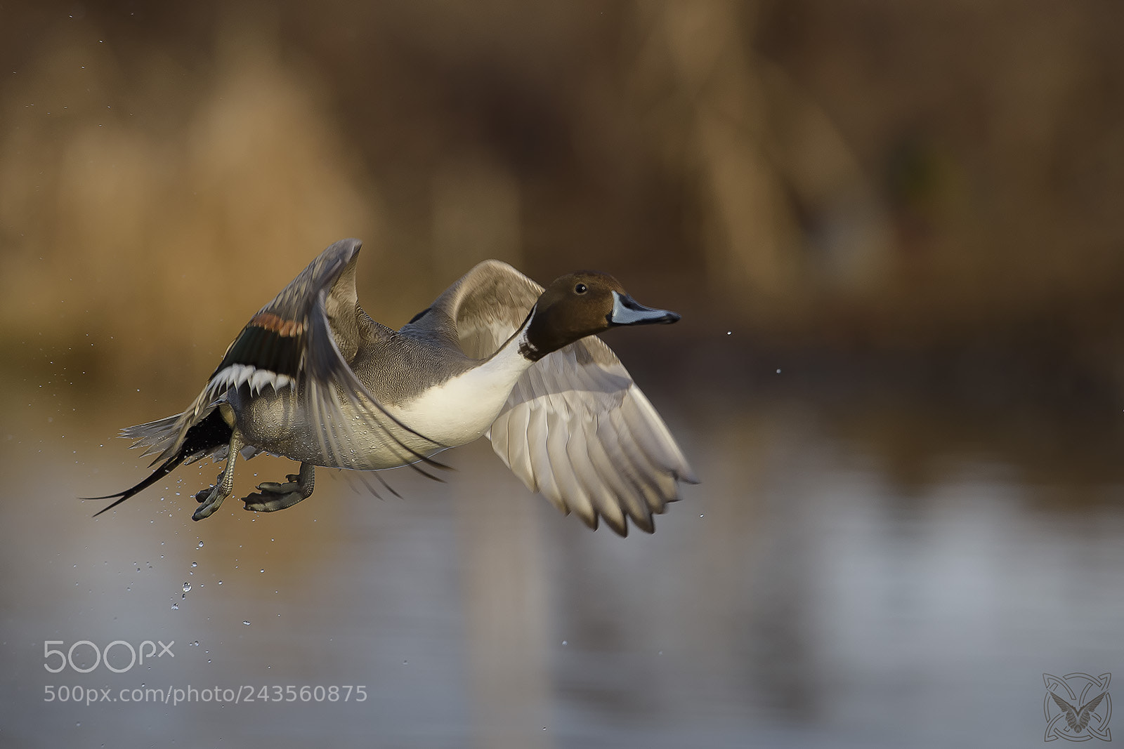 Nikon D4S sample photo. Anas acuta, codone, canard photography