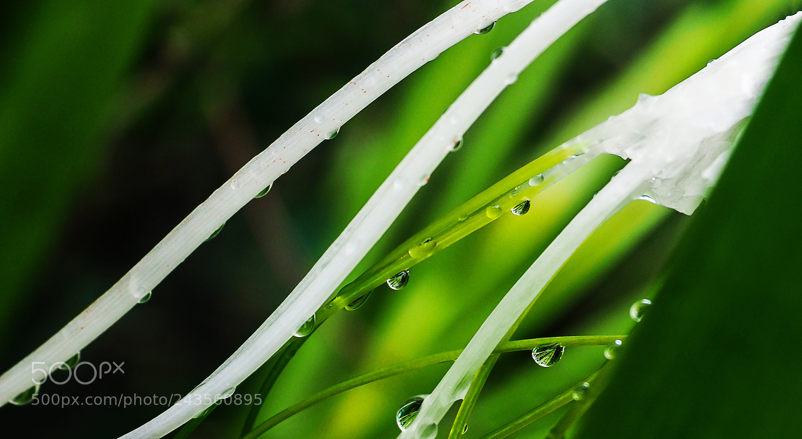 Olympus OM-D E-M1 Mark II sample photo. Inspired photography
