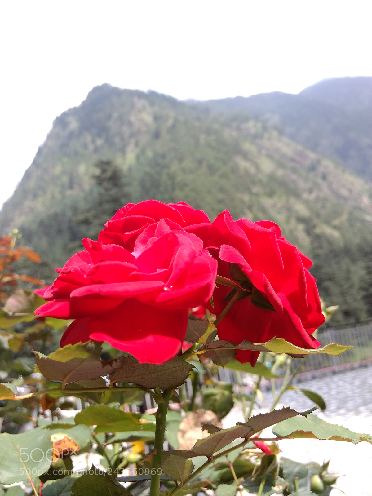 Motorola Moto G (4) sample photo. Macro and landscape photography